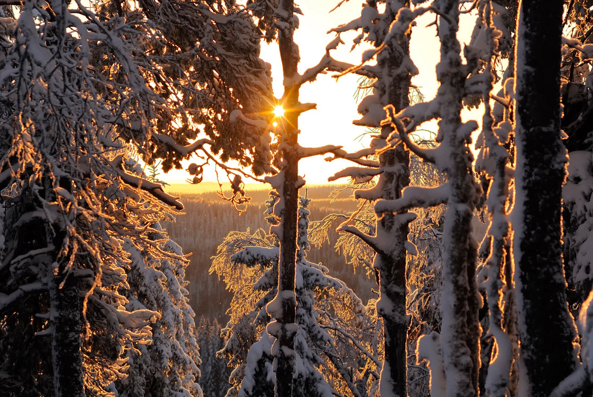 foresta invernale finlandia foresta inverno