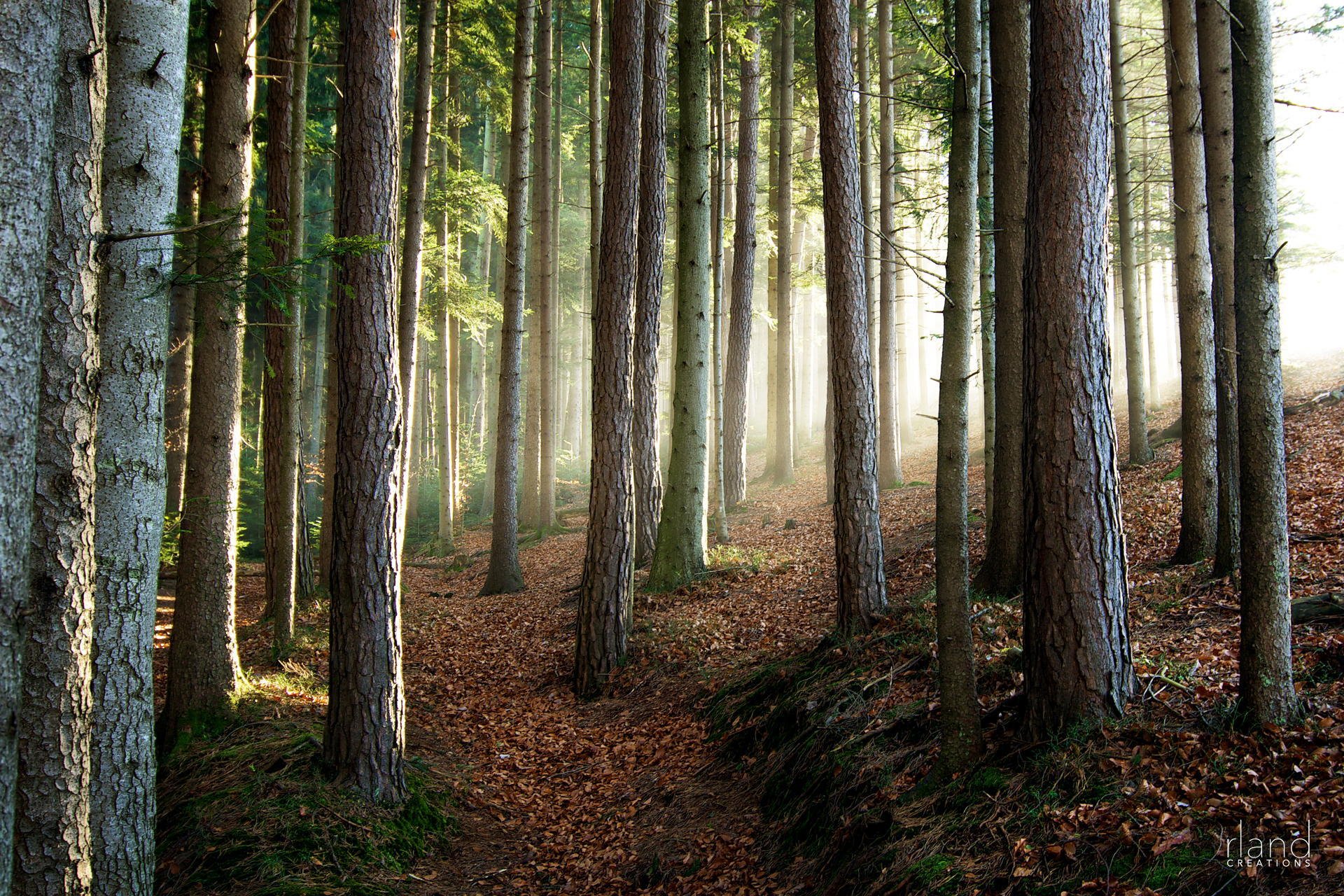 nature forêt arbres