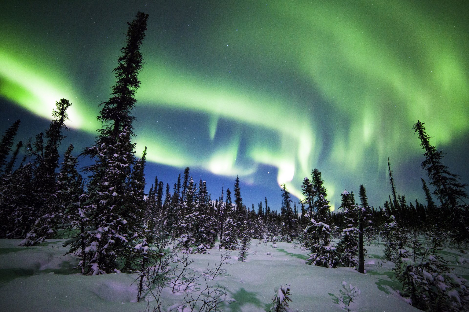 parc national de denali alaska aurores boréales forêt hiver neige arbres sapins