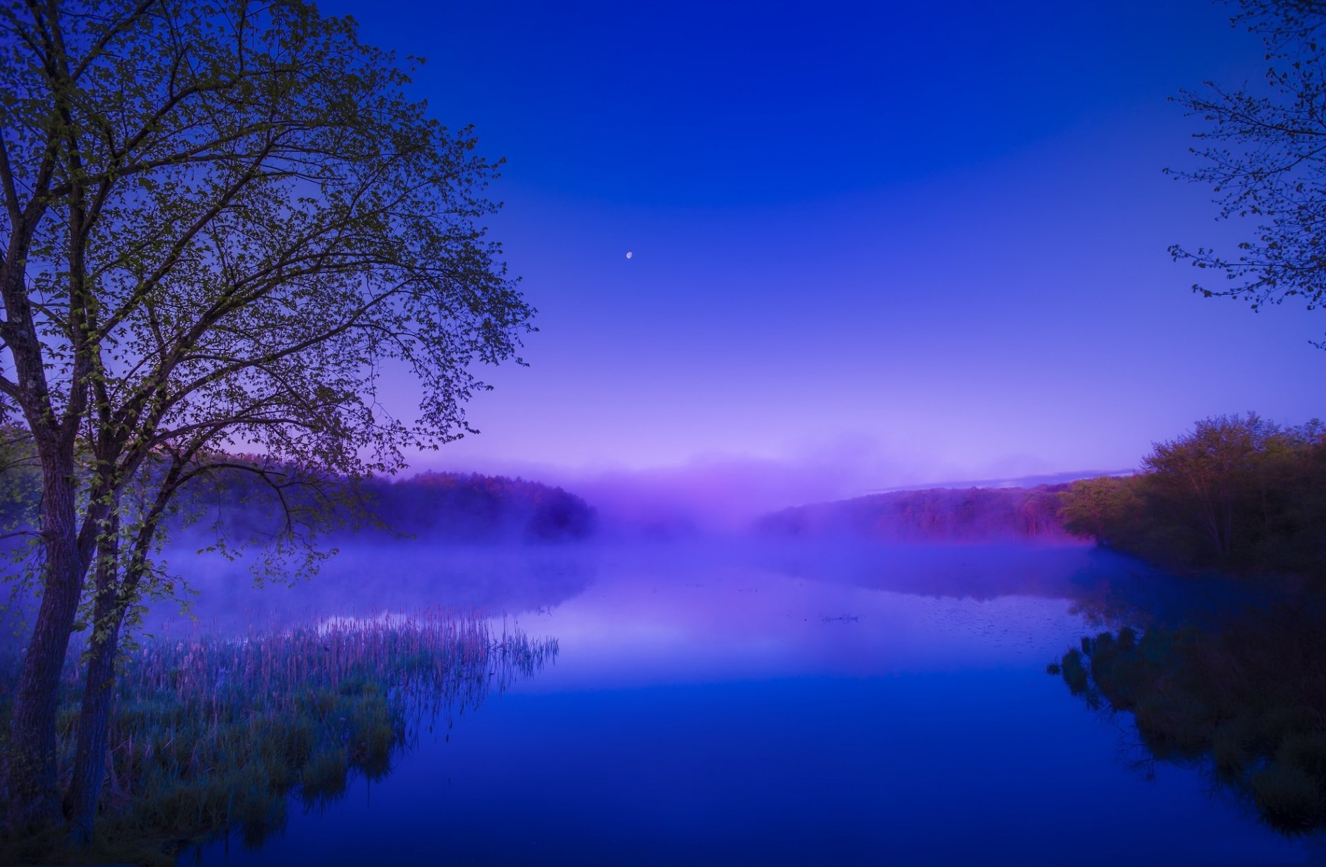 foresta fiume mattina alba nebbia estate