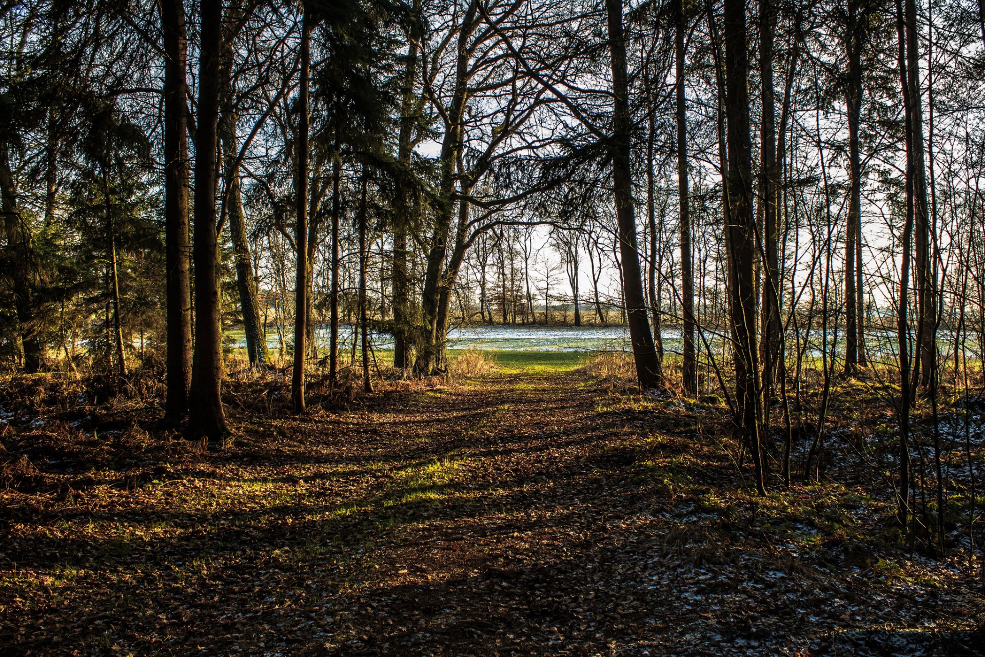 foresta parco alberi gelo