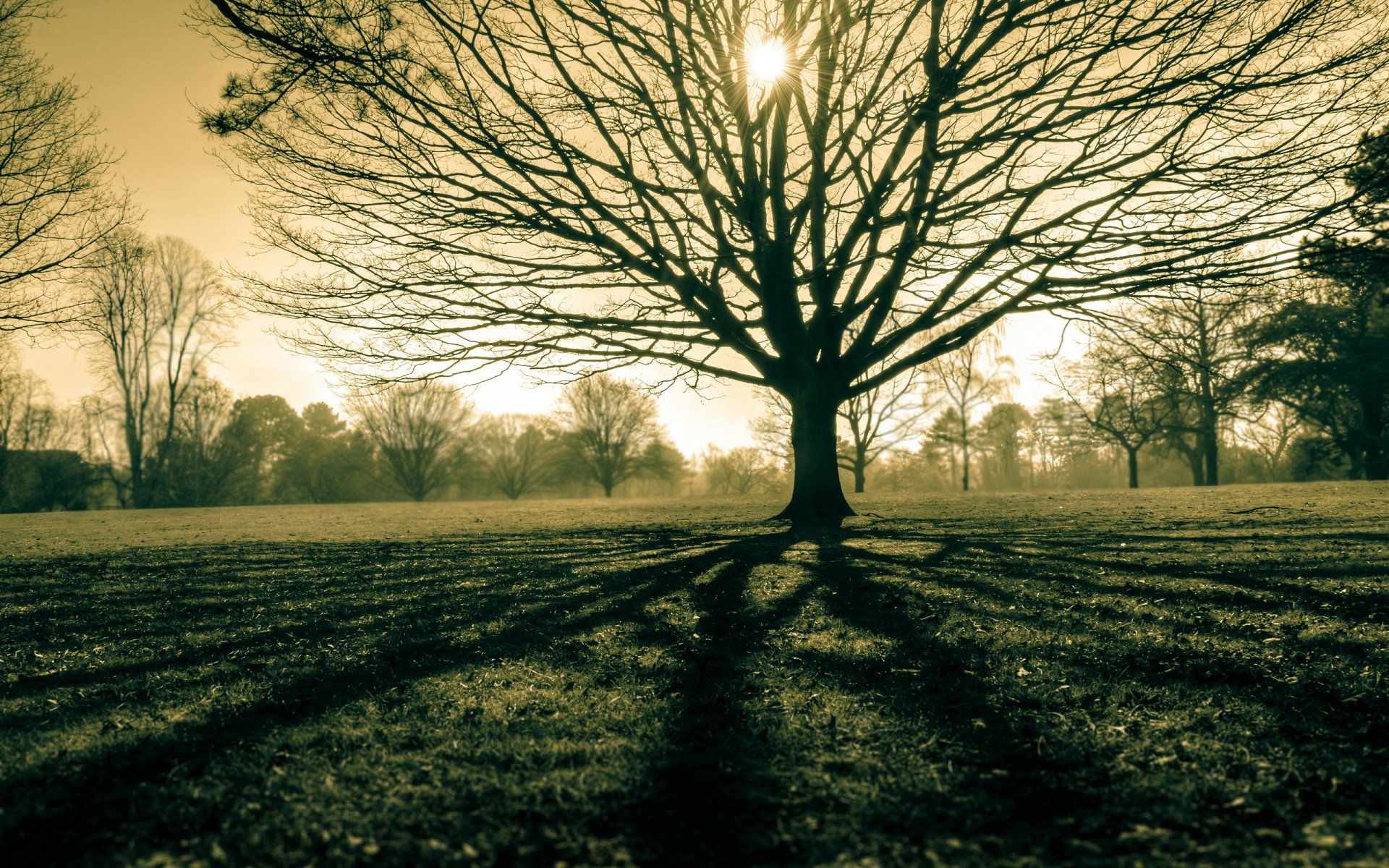 madera campo luz naturaleza