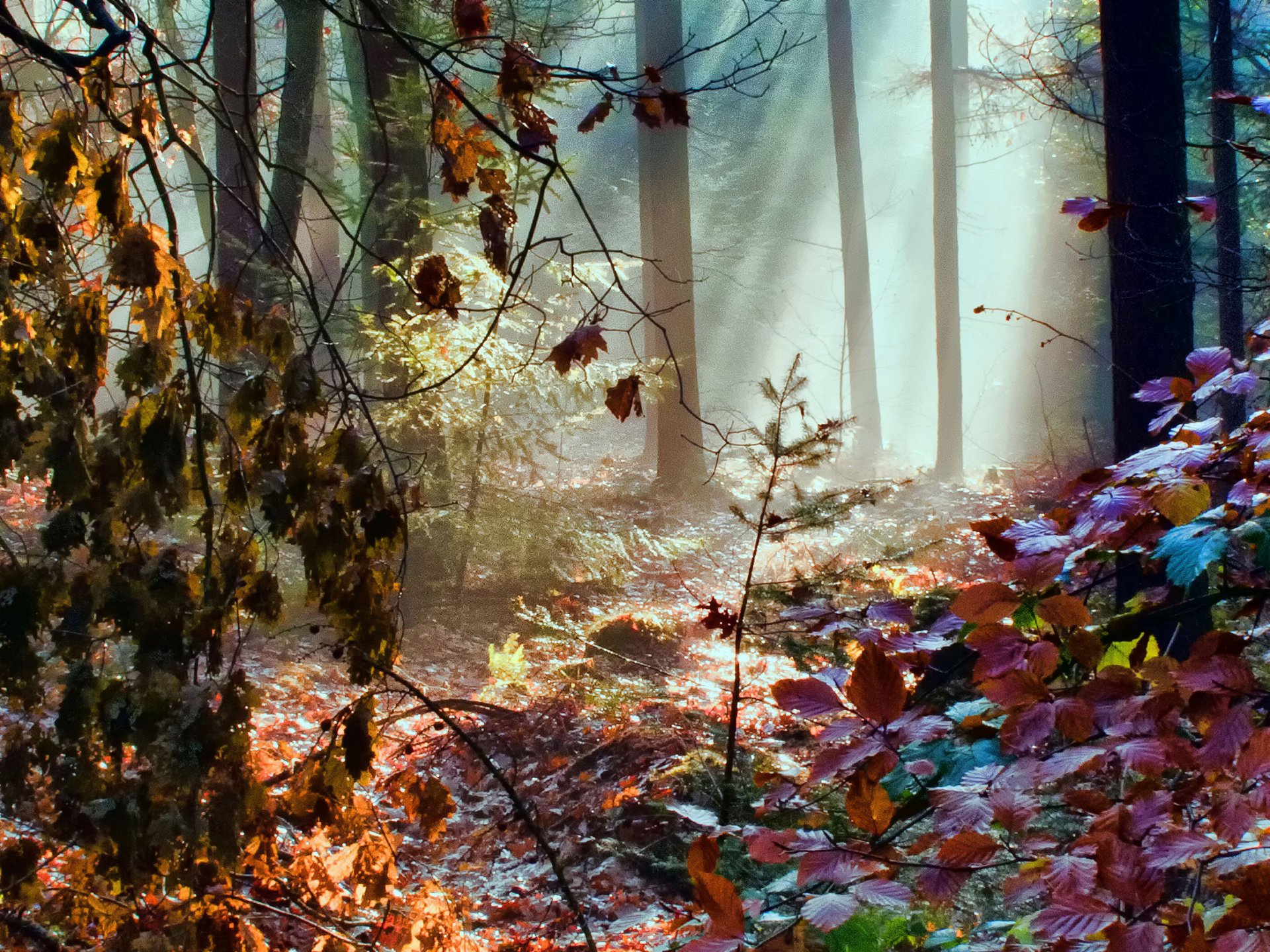 foresta raggi autunno foglie colore arcobaleno luce alberi