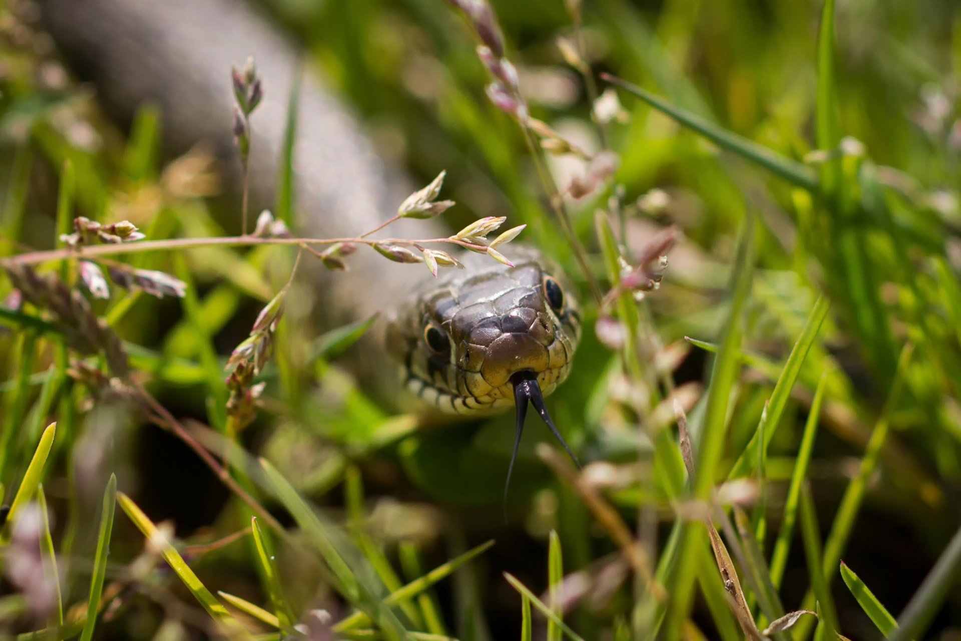 gras makro schlange zunge