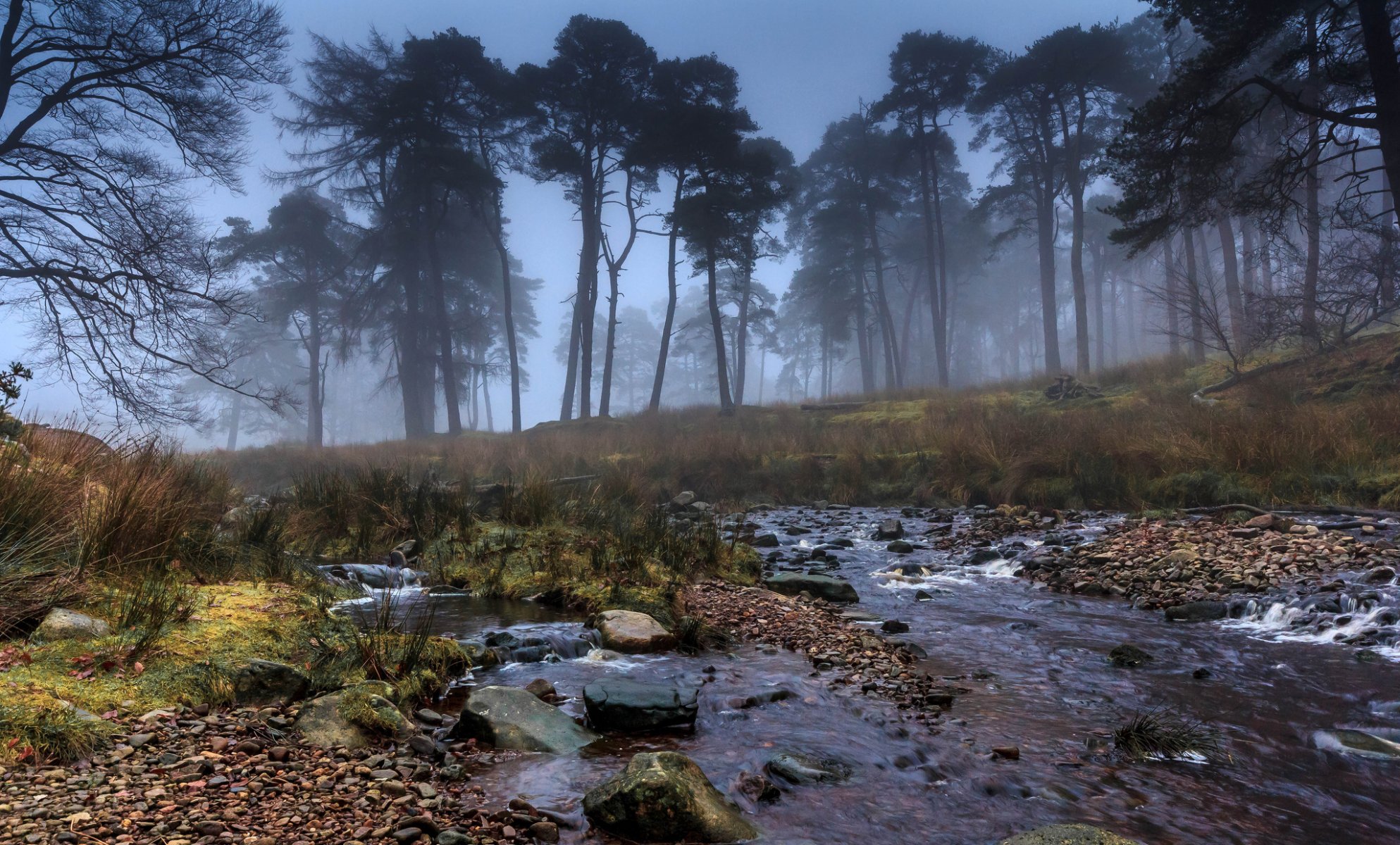 arbres brouillard ruisseau pierres