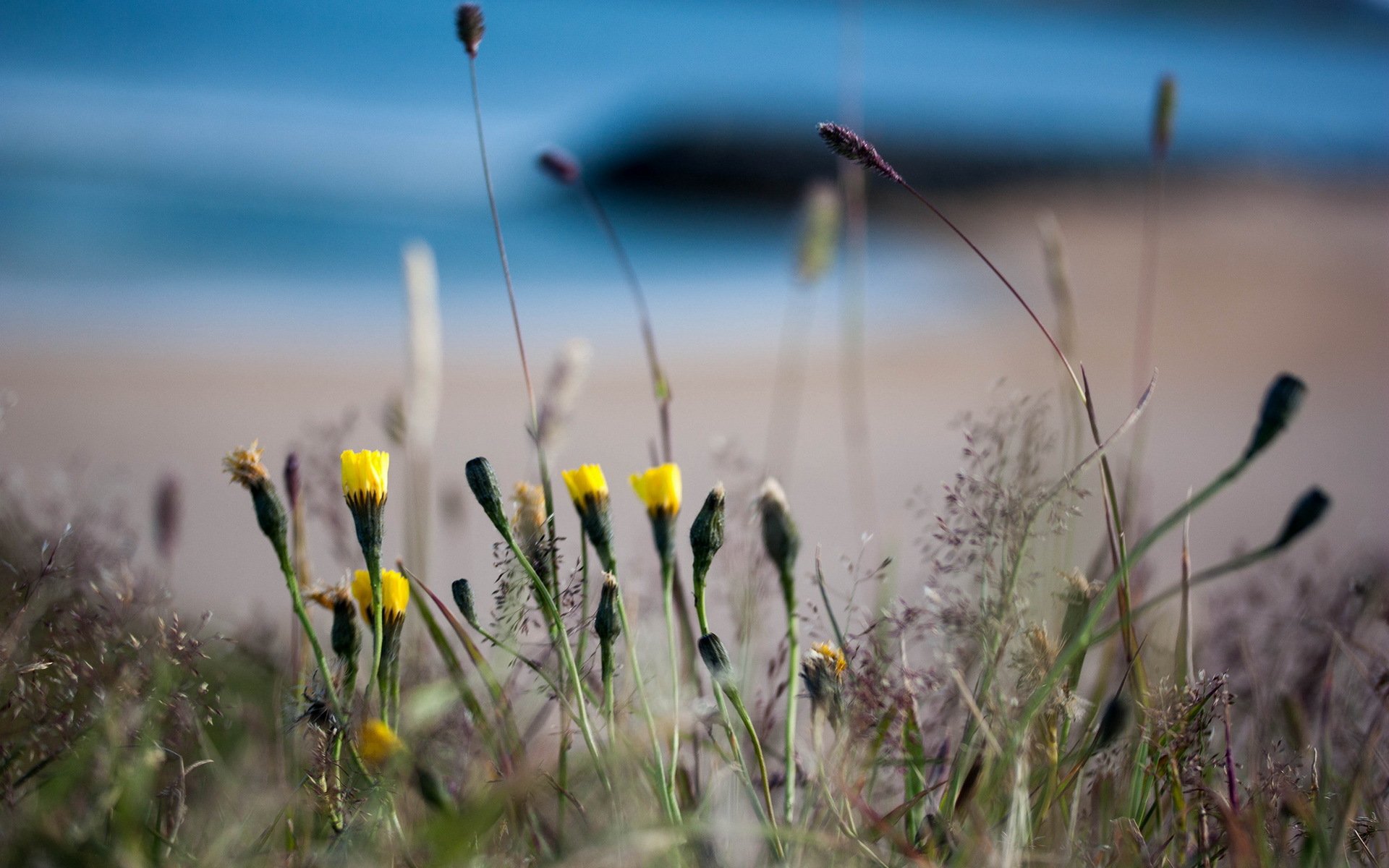 natur blumen sommer hintergrund