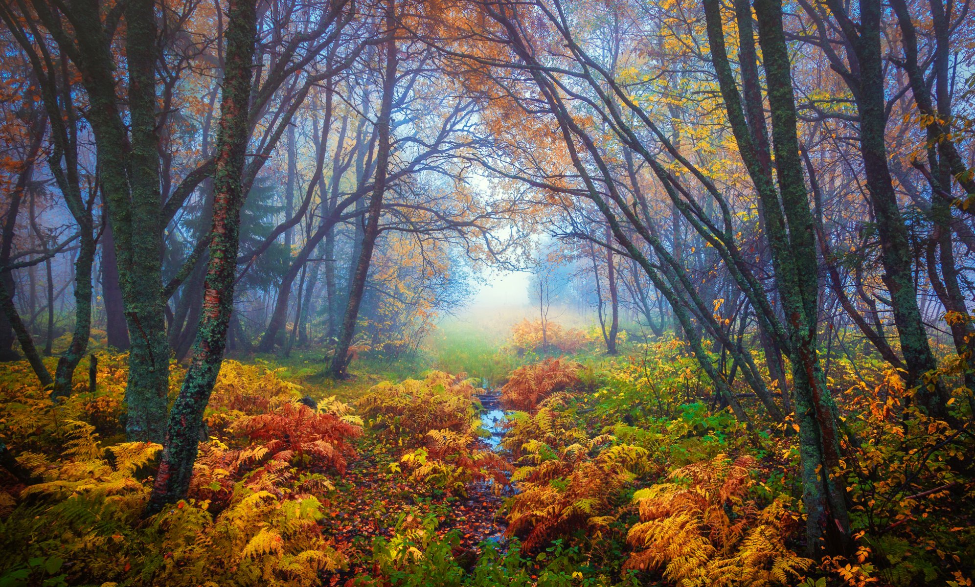 forêt arbres branches feuilles jaune fougère brouillard automne nature