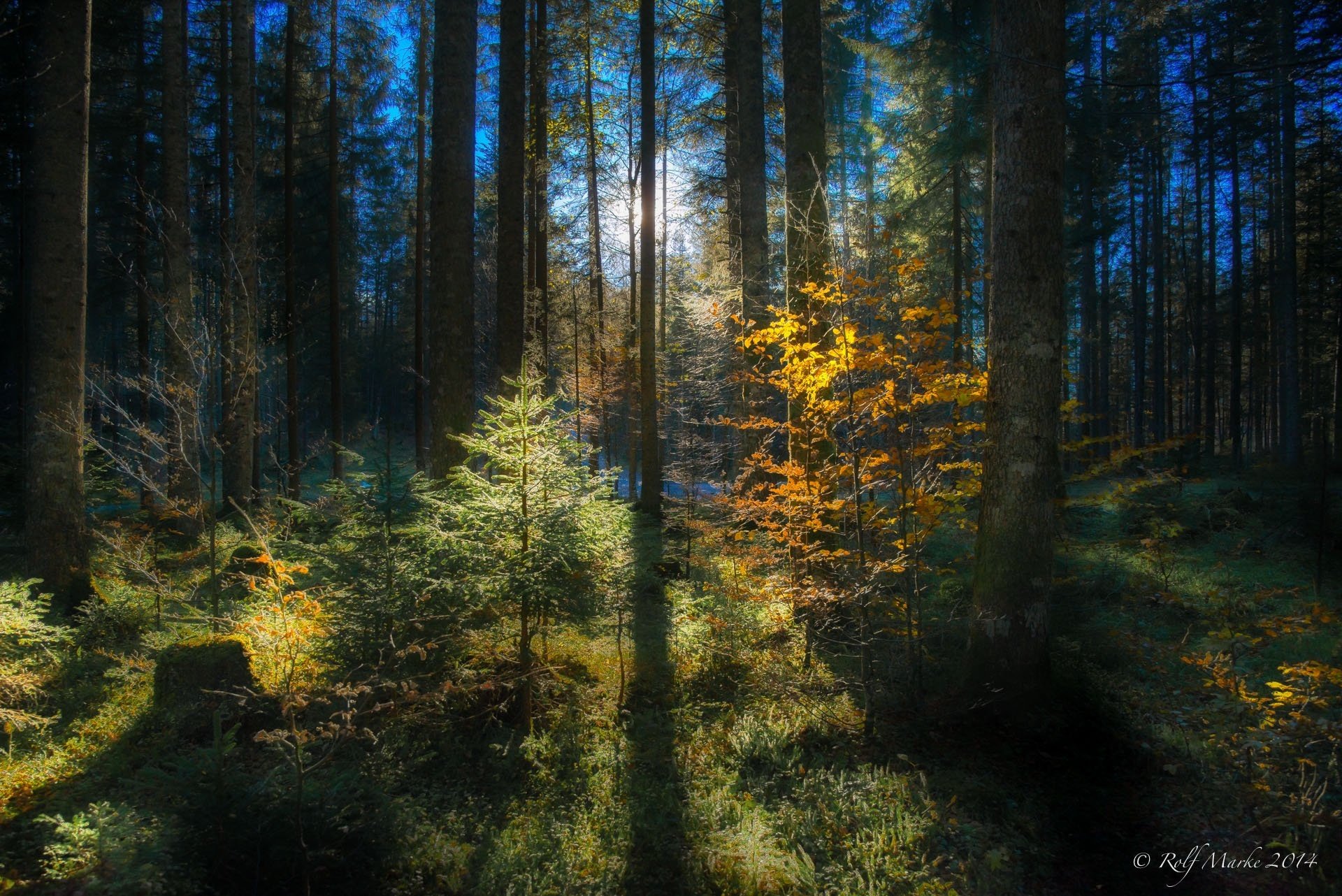 forest tree leaves rays nature autumn