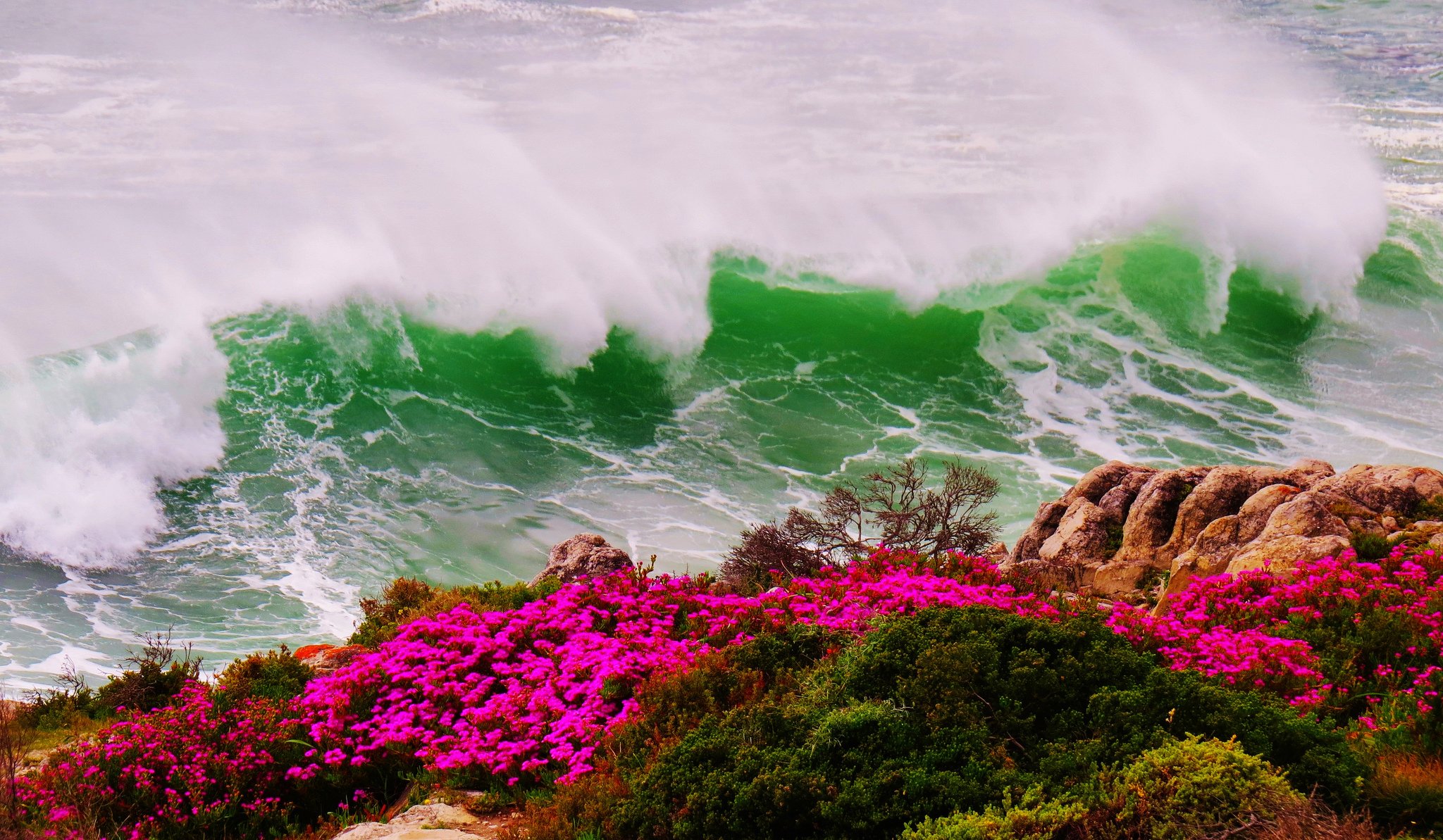 meer wellen sturm ufer felsen blumen