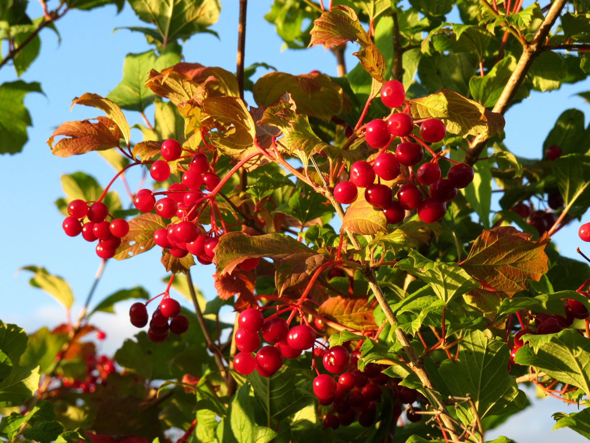 otoño rojo bayas viburnum hojas