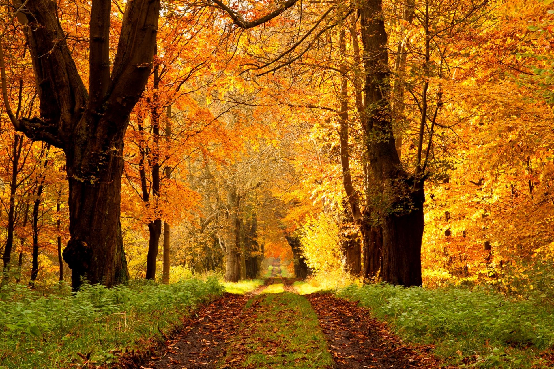 nature forest park trees leaves colorful road autumn fall colors walk