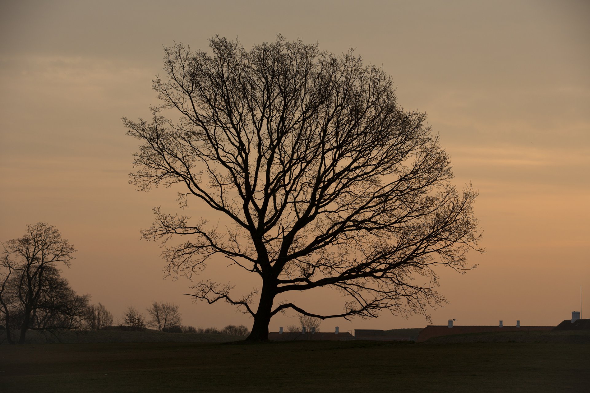 matin champ arbre toit