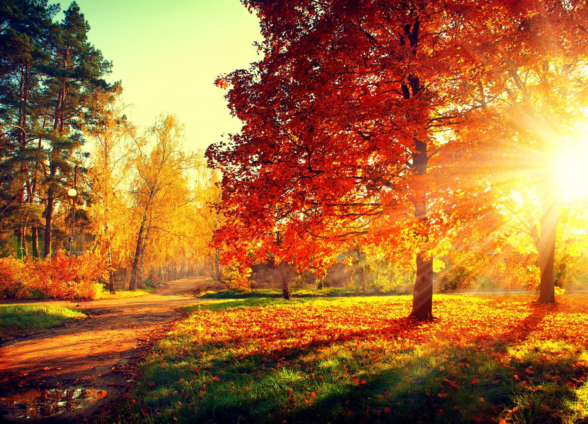 nature forest park trees leaves colorful road autumn fall colors walk sunset