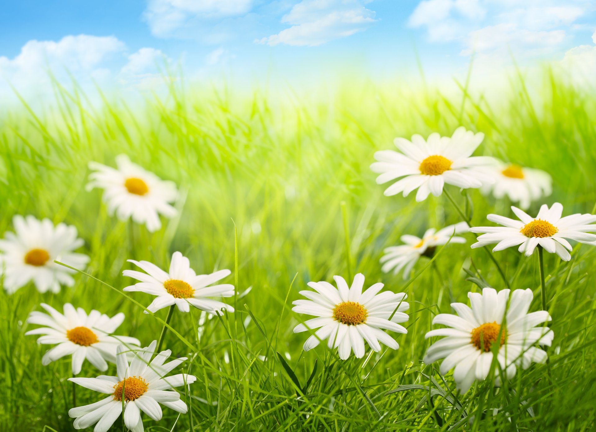 nature sky clouds grass flowers daisies grass flower