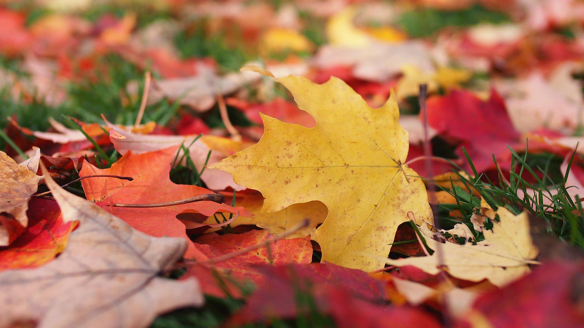 autumn leaves close up