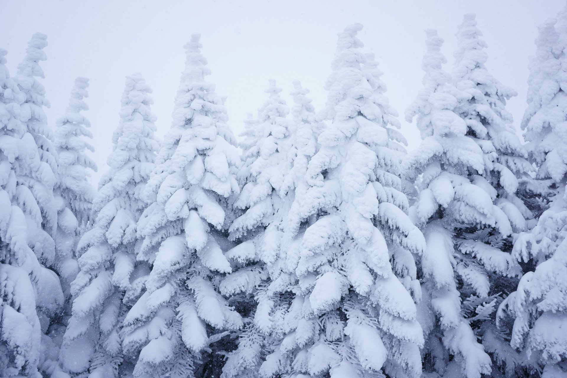 bosque nieve invierno