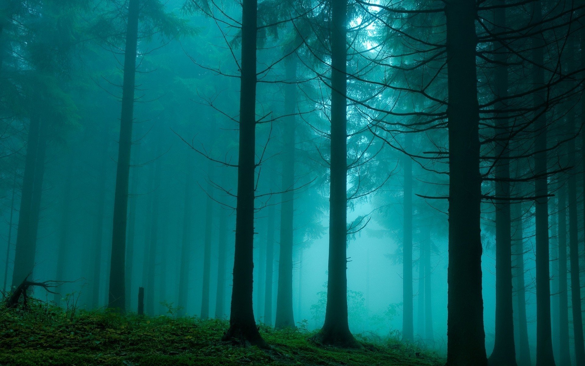 nature forêt pente fourré lumière brouillard brume brume voile voile bleu