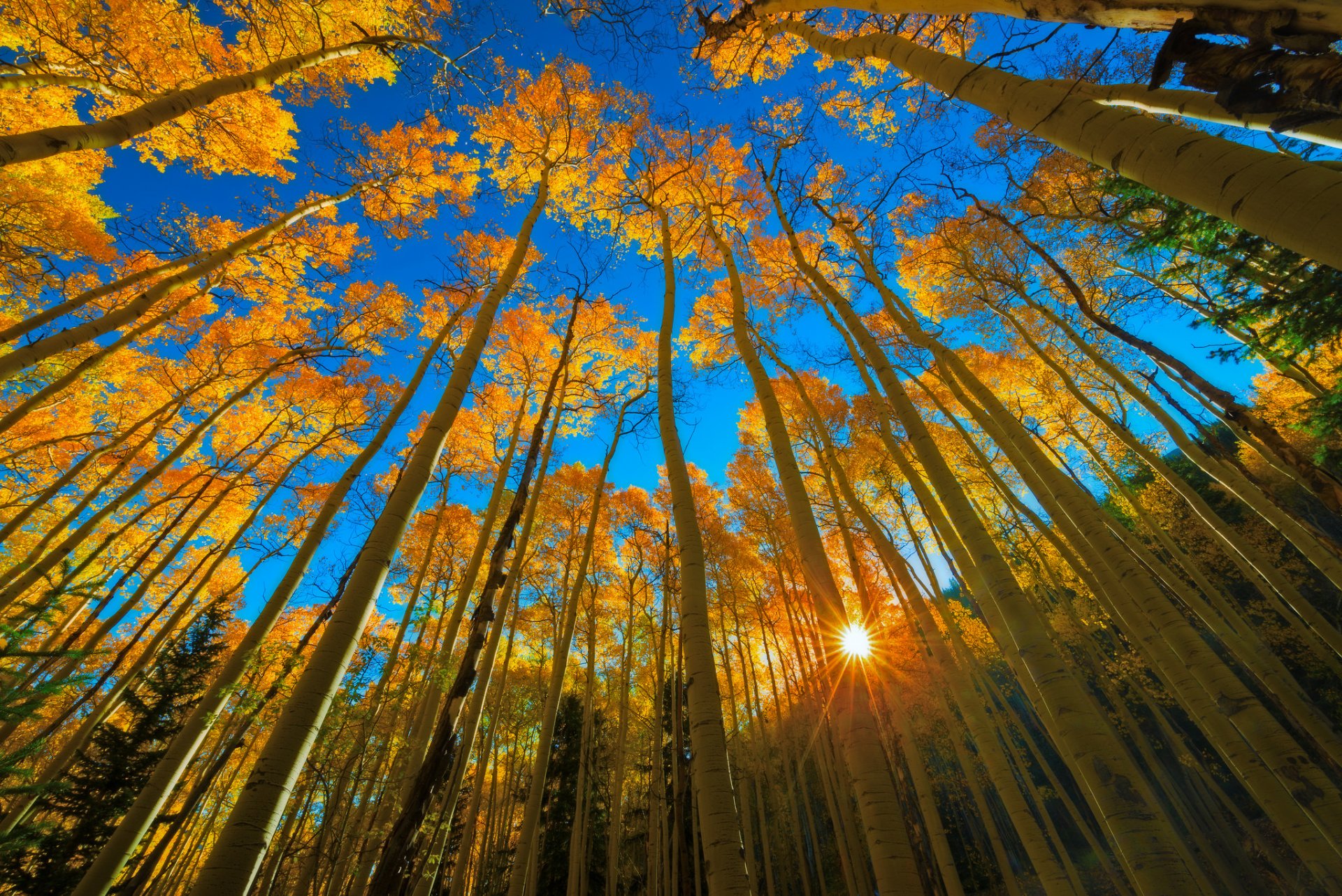 estados unidos colorado aspen resort otoño bosque árboles follaje día azul cielo sol luz rayos