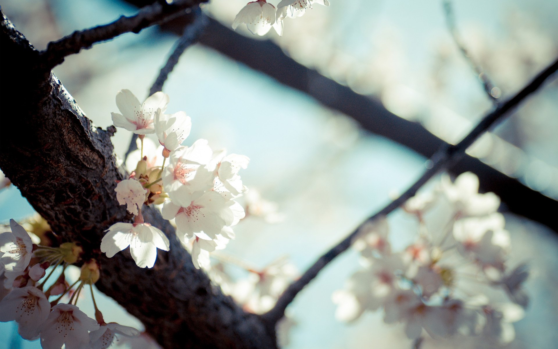 árbol flores floración primavera frutal