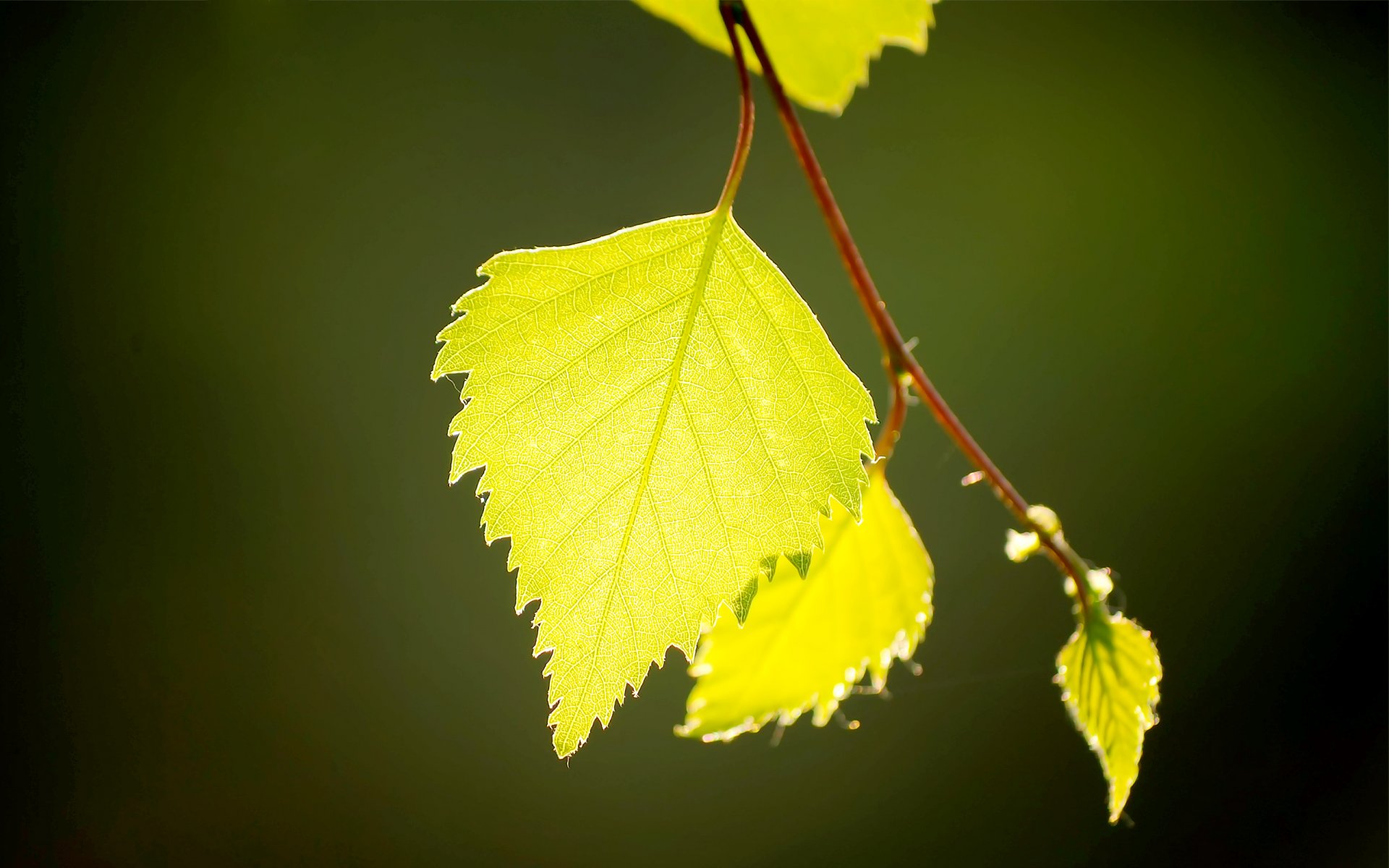 feuilles bouleau gros plan lumière verdure