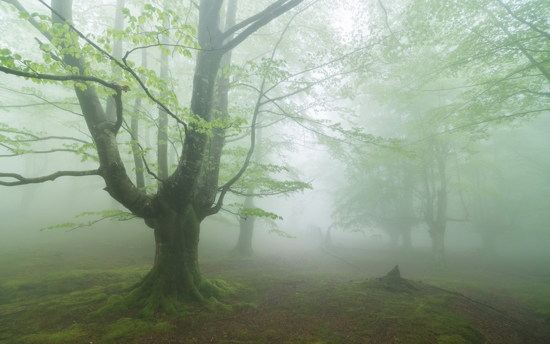 foresta nebbia natura