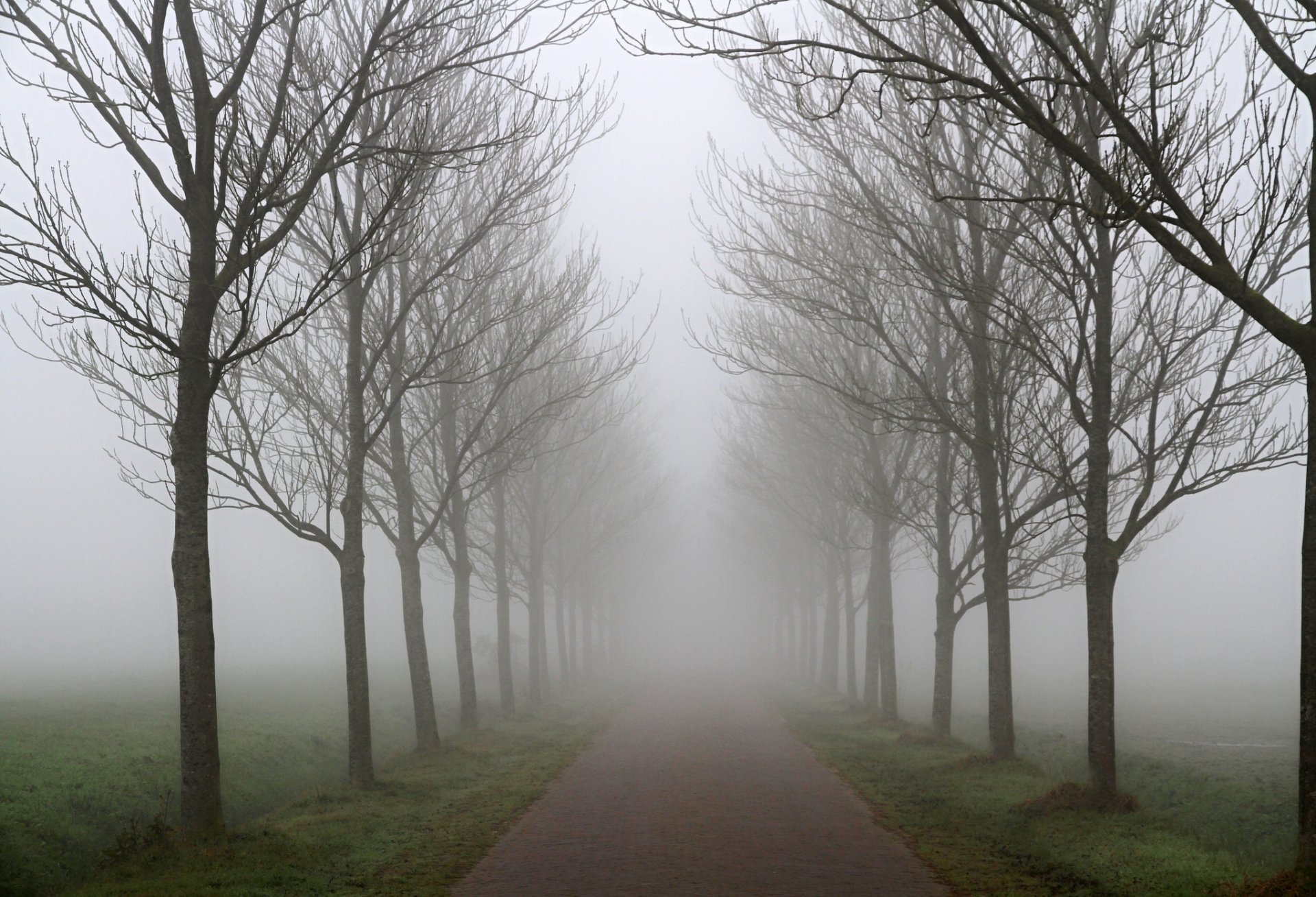 route arbres rangée automne brouillard