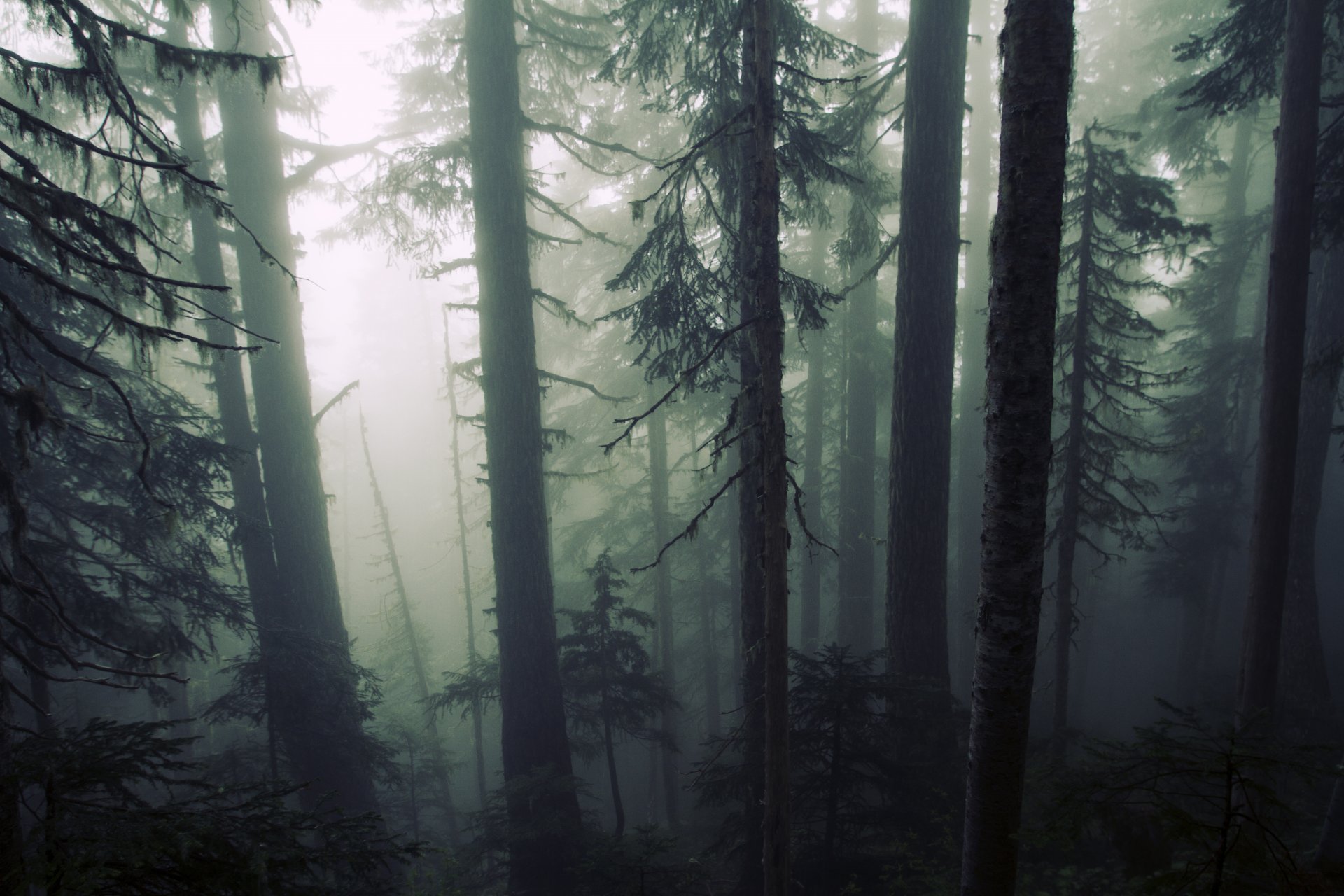 natura foresta alberi cupo nebbia