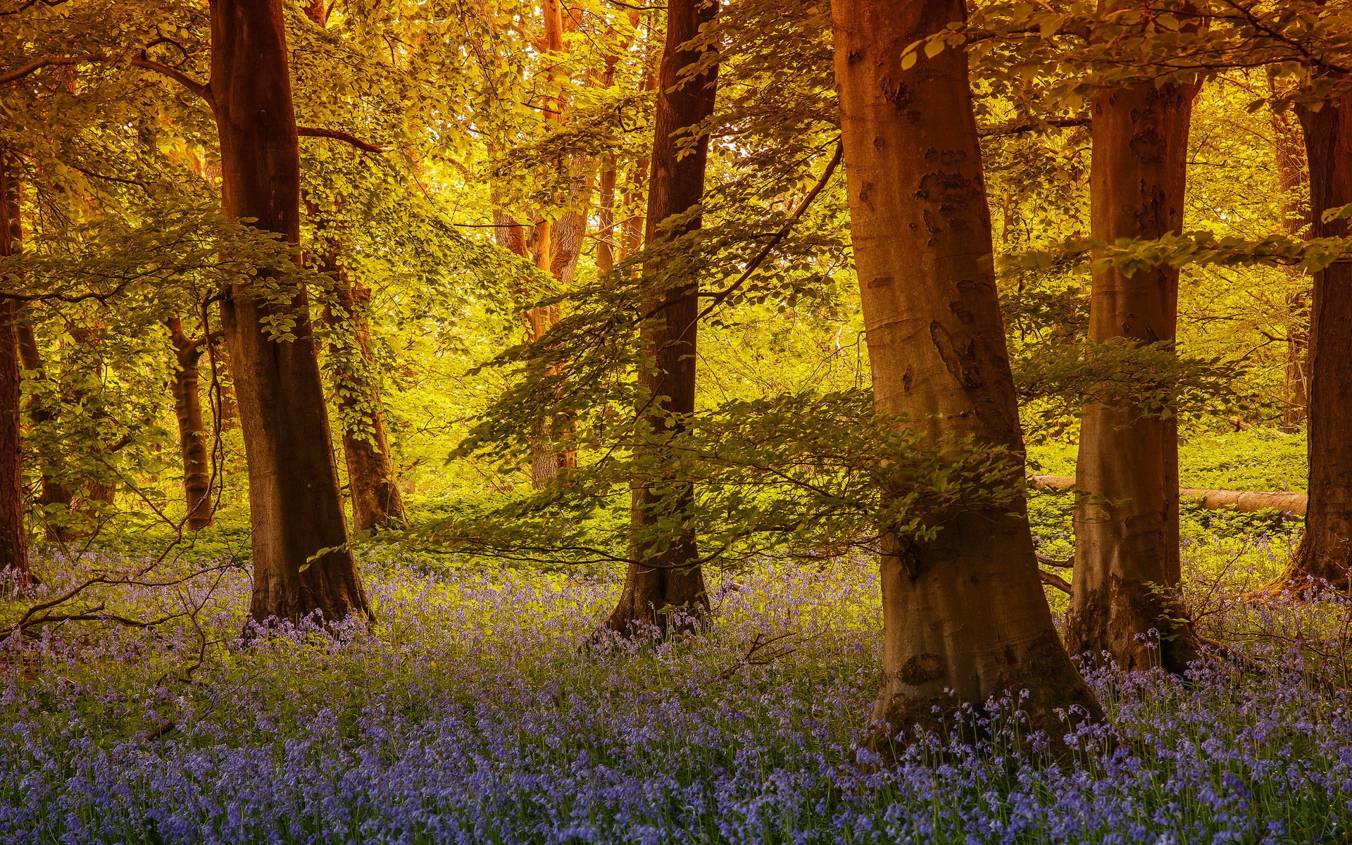 wald blumen natur