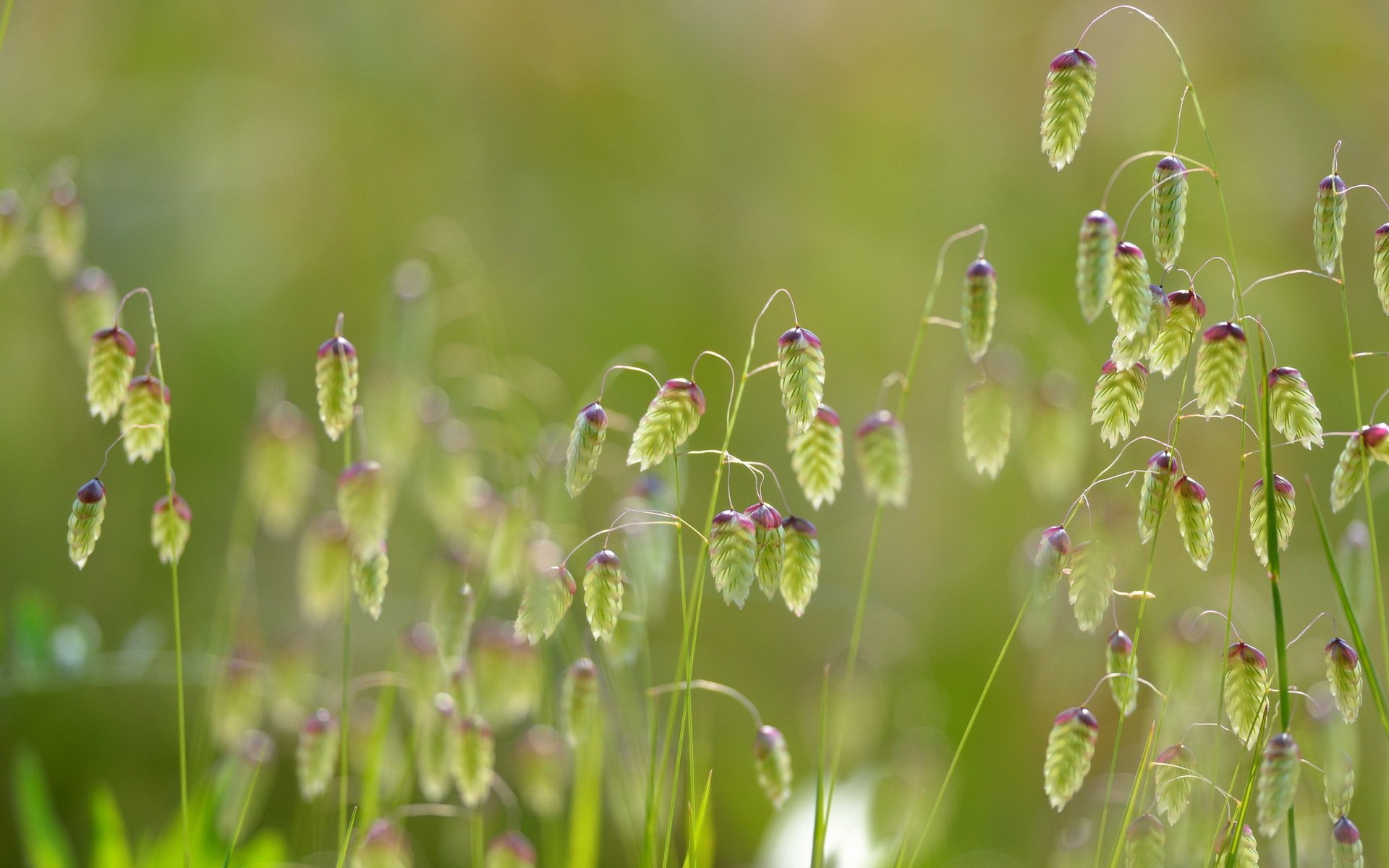 trawa natura makro