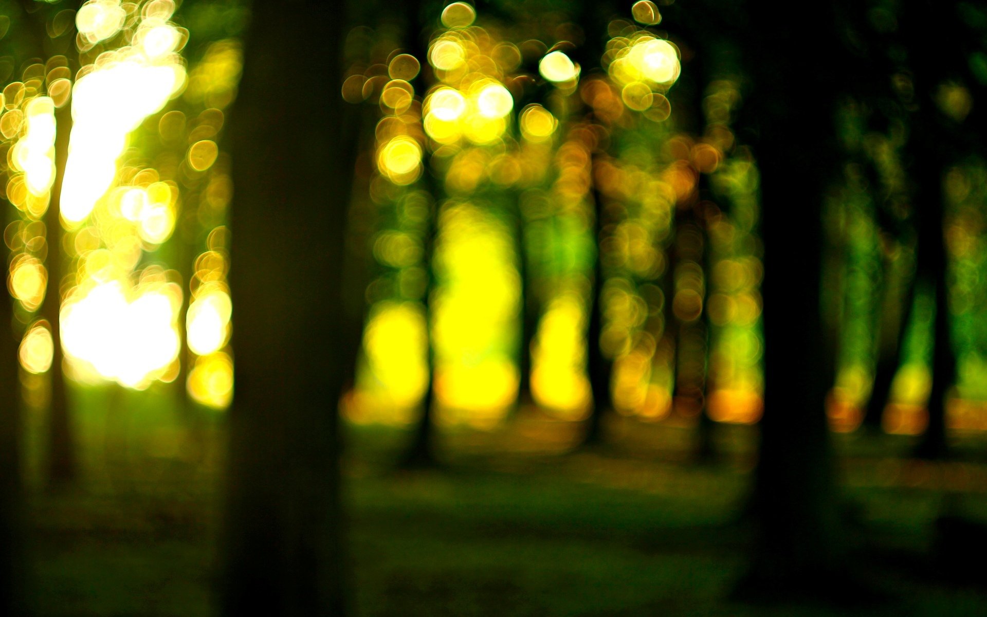 natur makro bäume wald sonne bokeh unschärfe makro tapete widescreen vollbild widescreen hintergrund widescreen