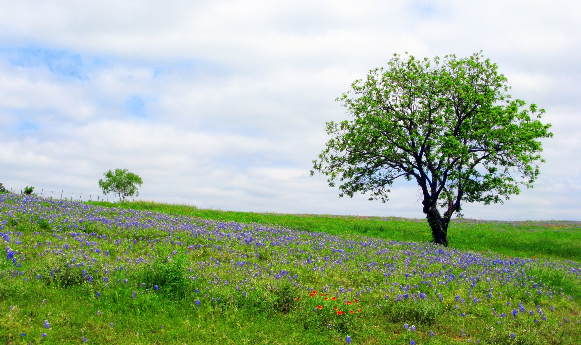 ciel nuages printemps pré fleurs herbe arbre