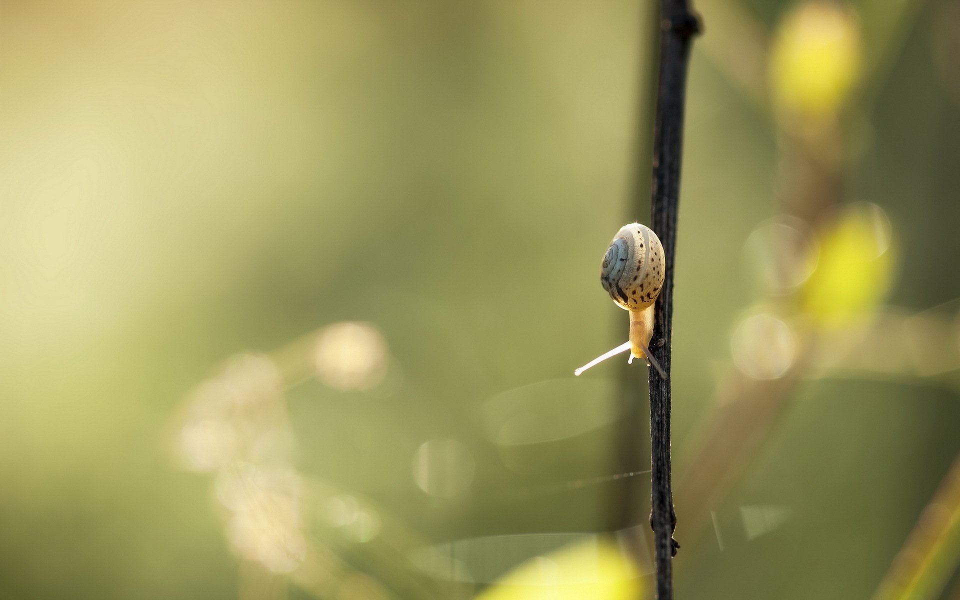 escargot nature été