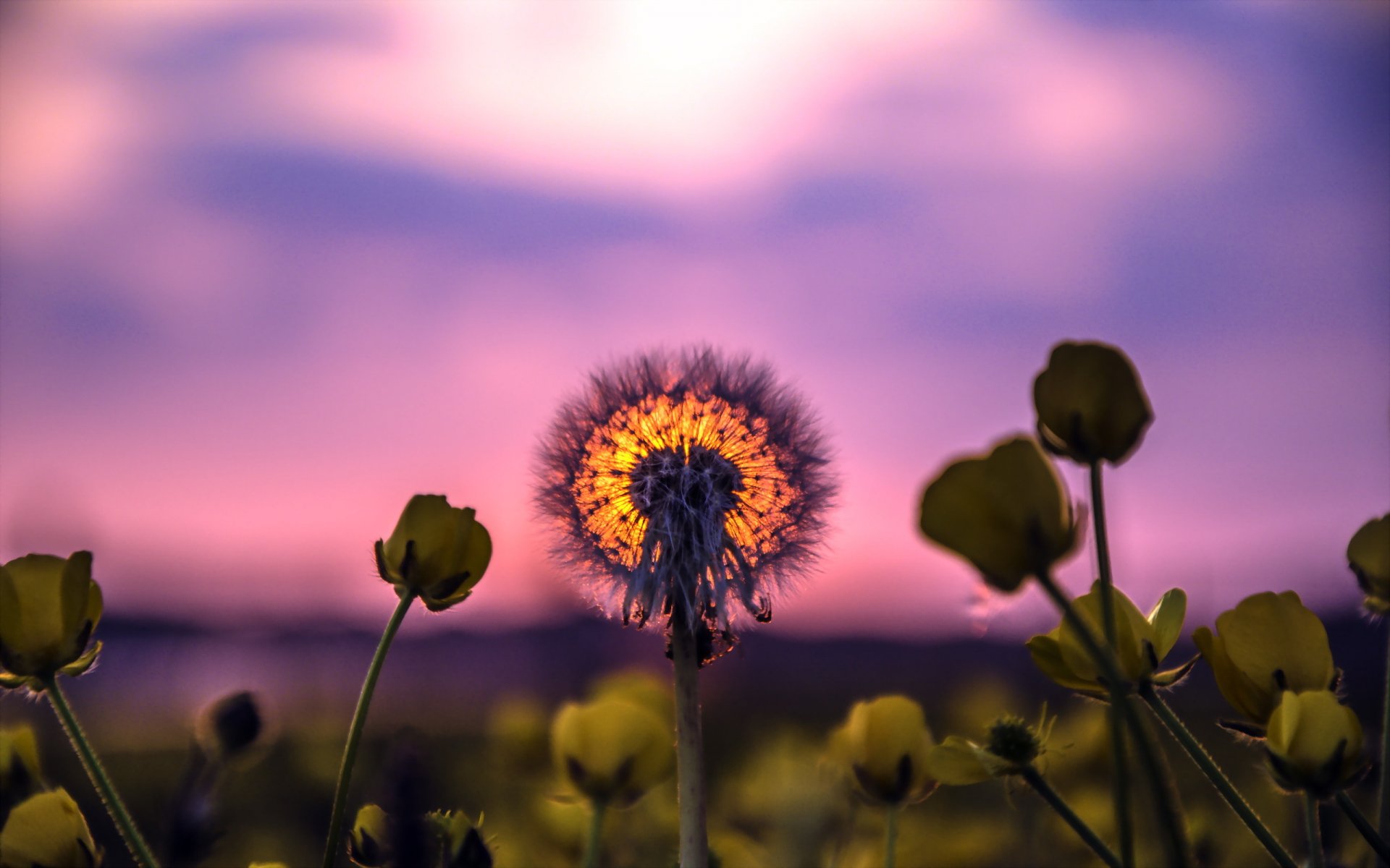 diente de león puesta de sol naturaleza verano