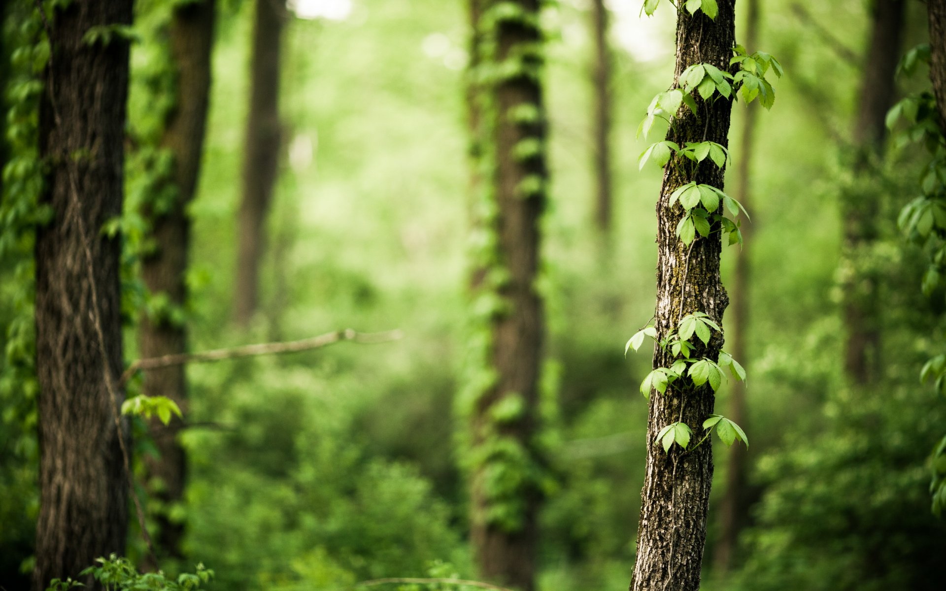 forêt arbres nature