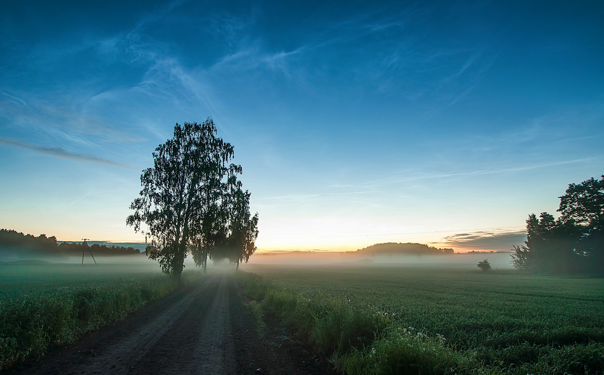 droga pole trawa mgła drzewa