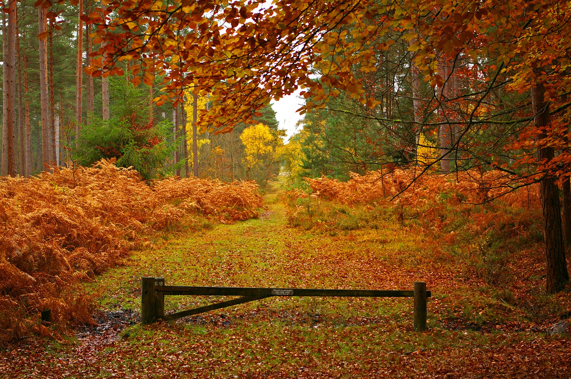 forêt arbres route automne feuilles