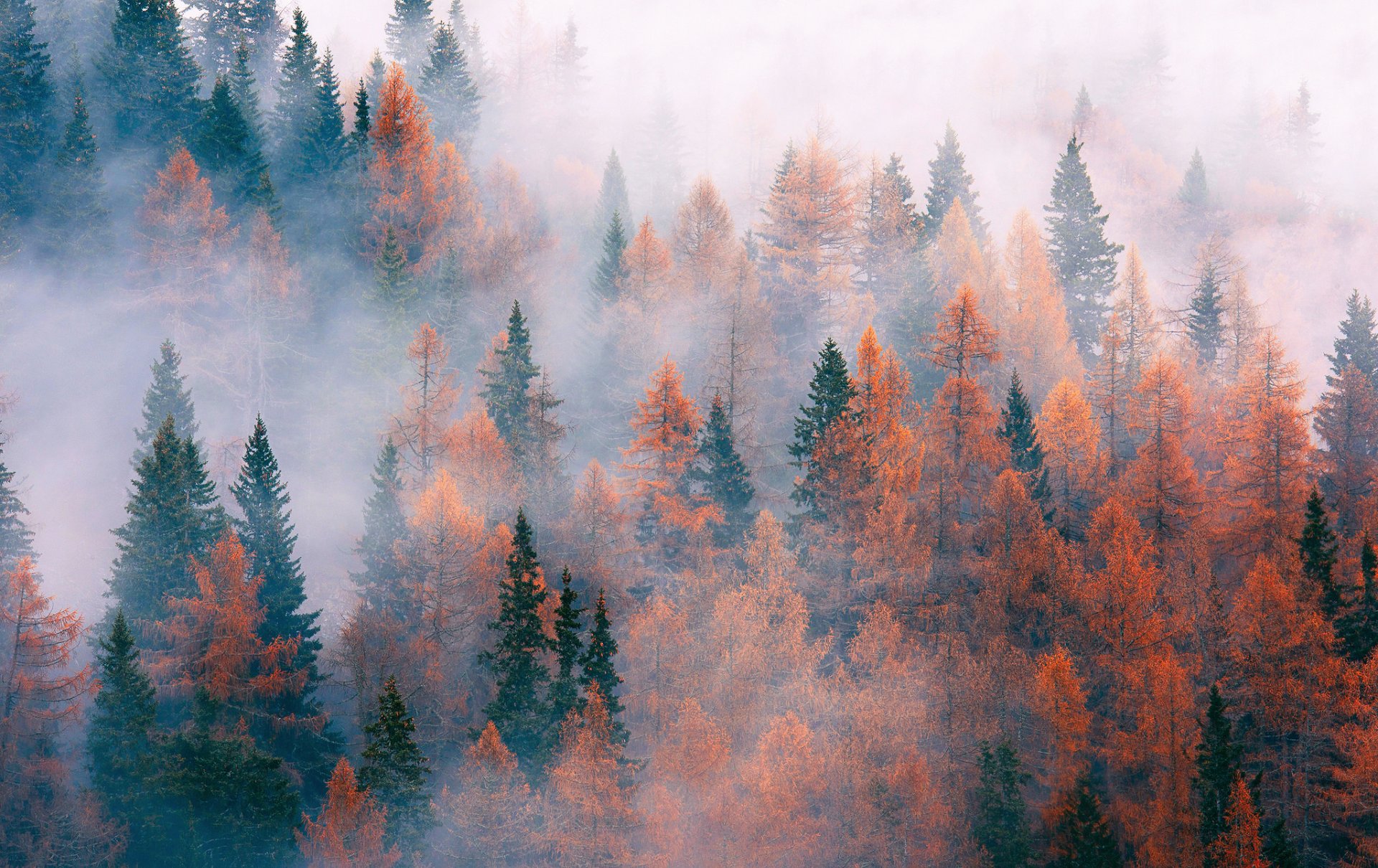 naturaleza bosque árboles niebla otoño noviembre