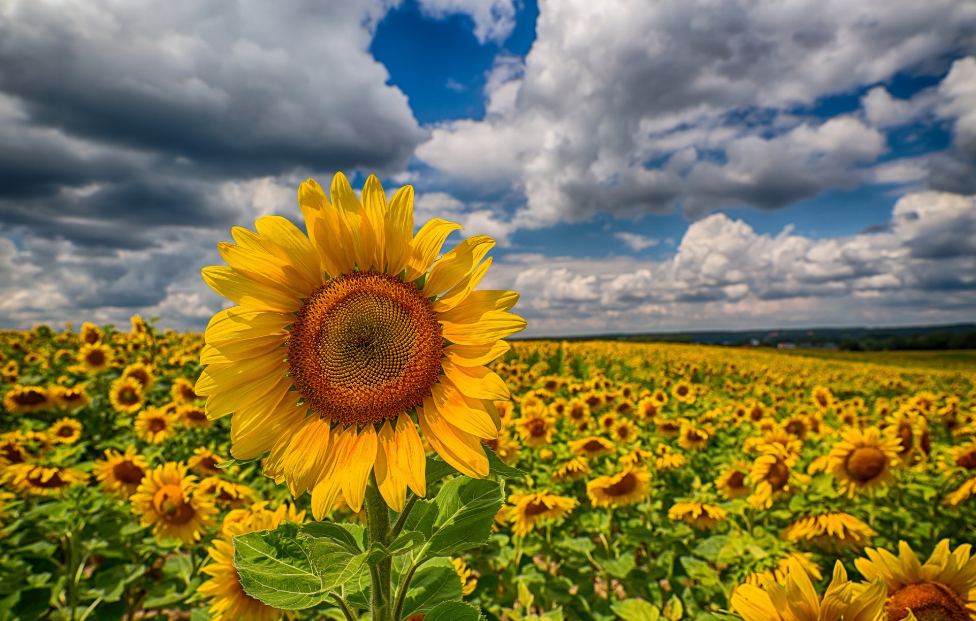 girasoles campo nubes