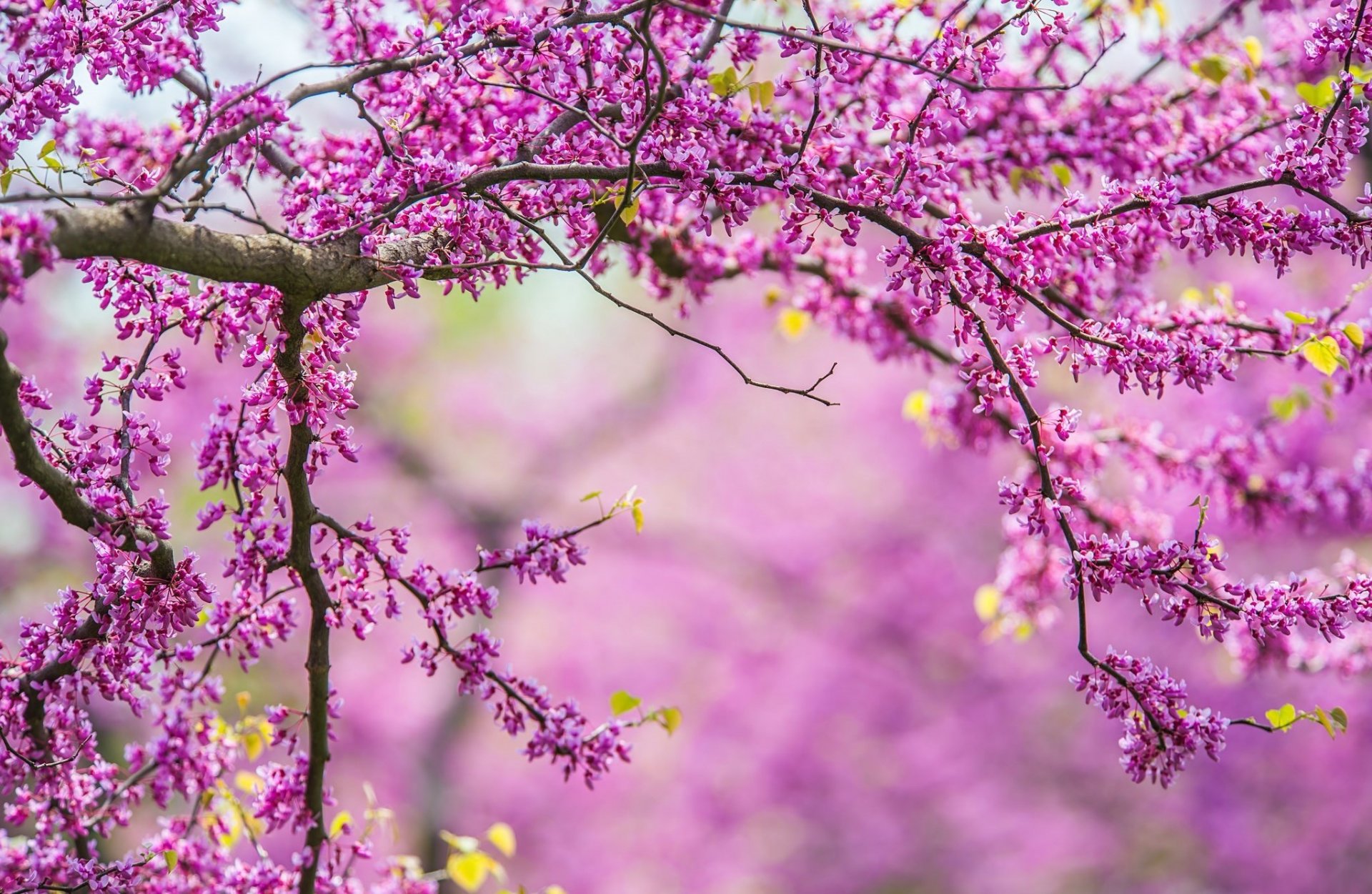 natura albero rami primavera rami primavera