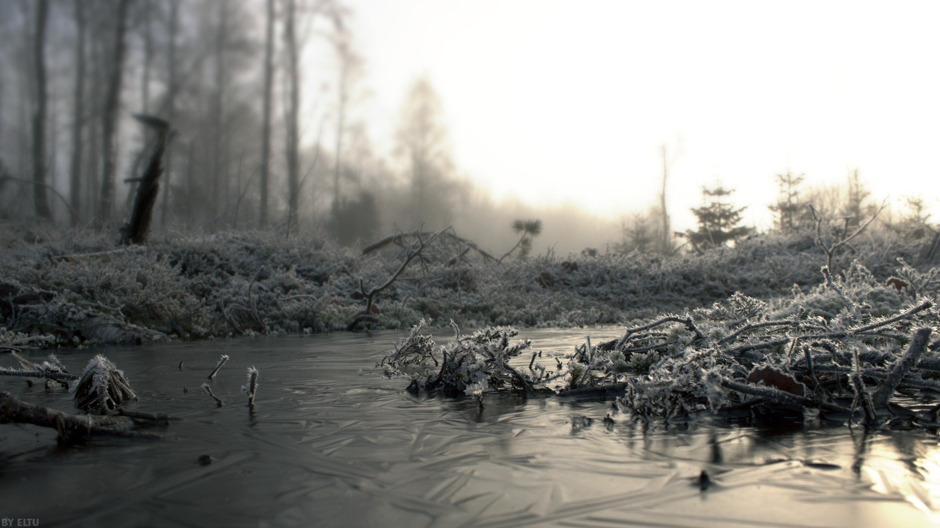 brouillard givre gel branches froid