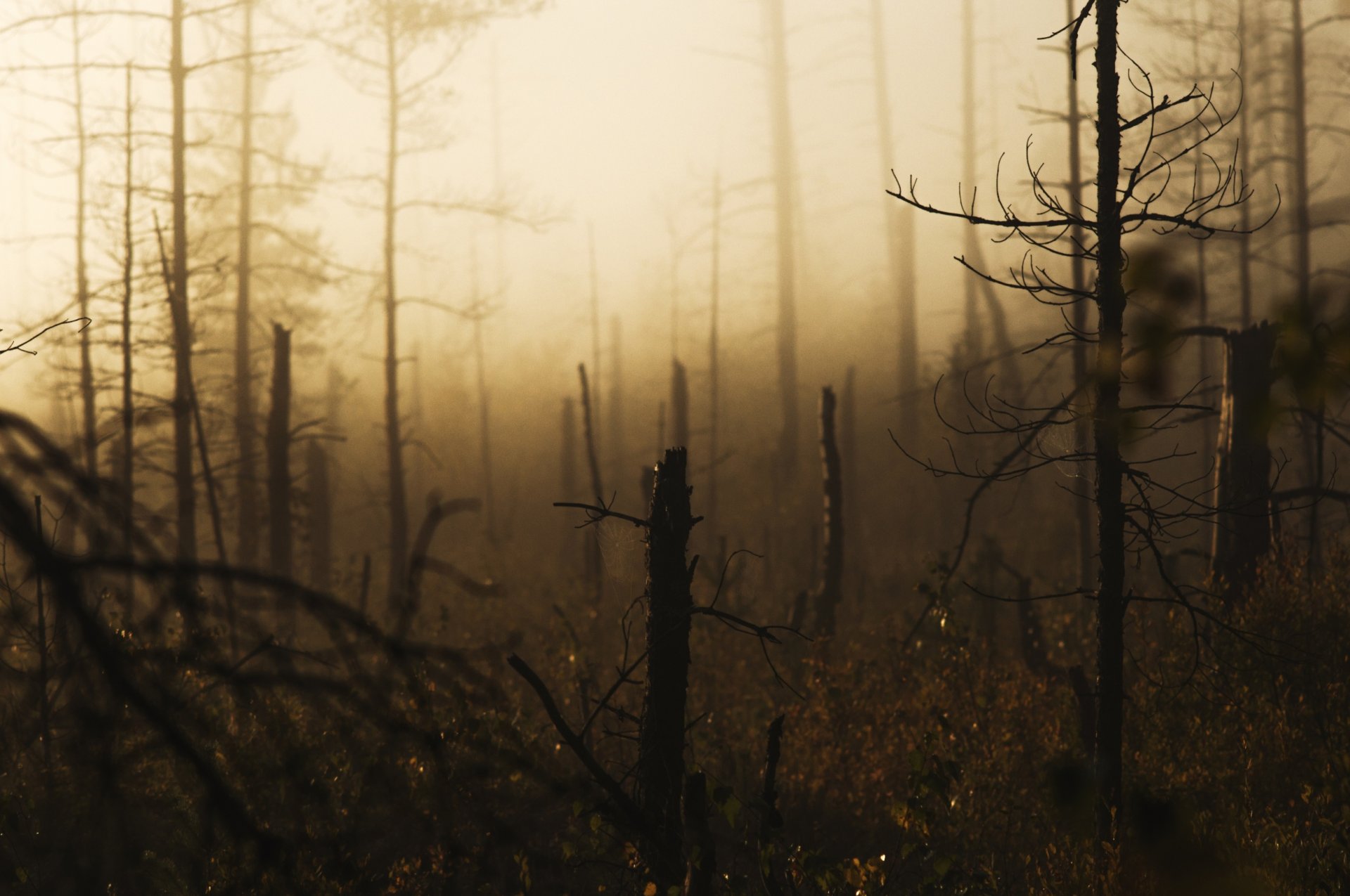 forest windbreak pine