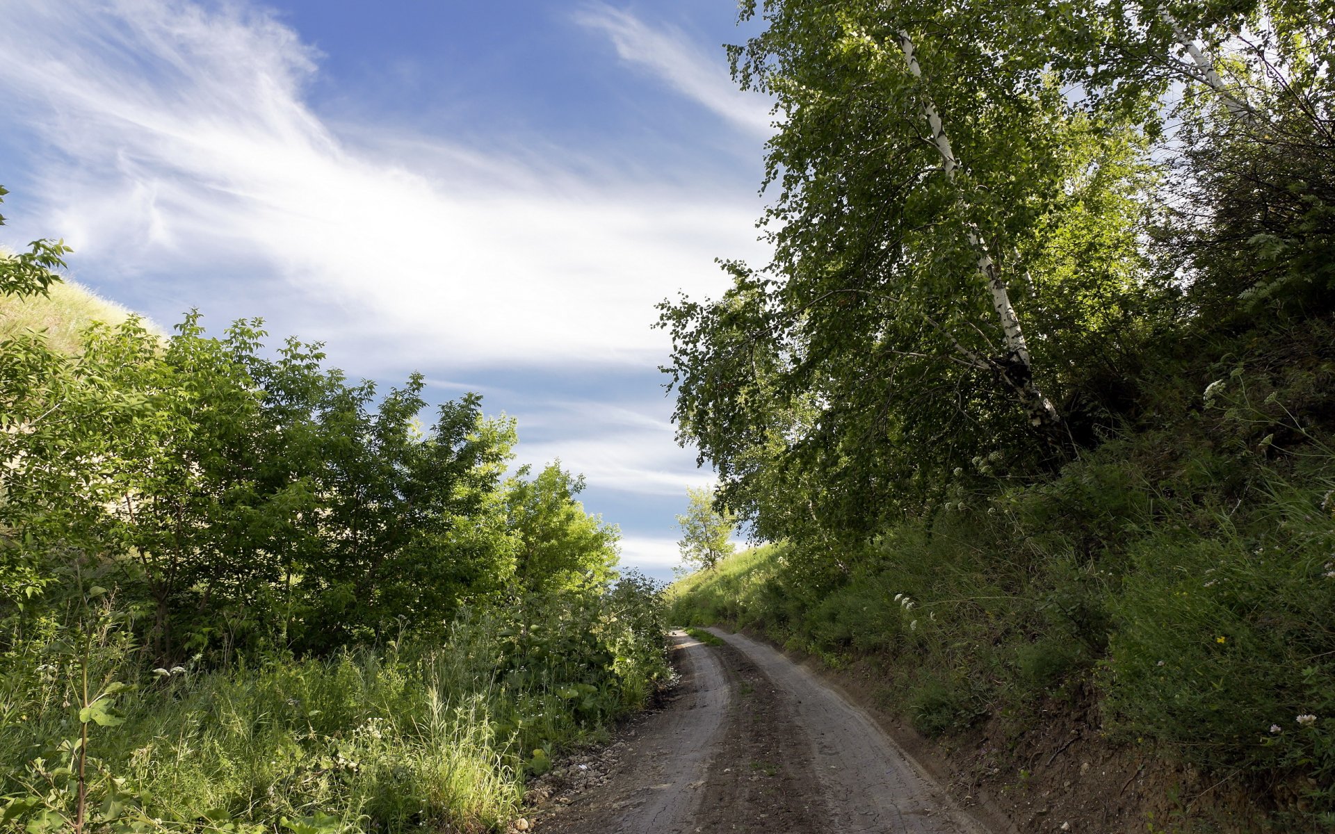 estate strada alberi paesaggio