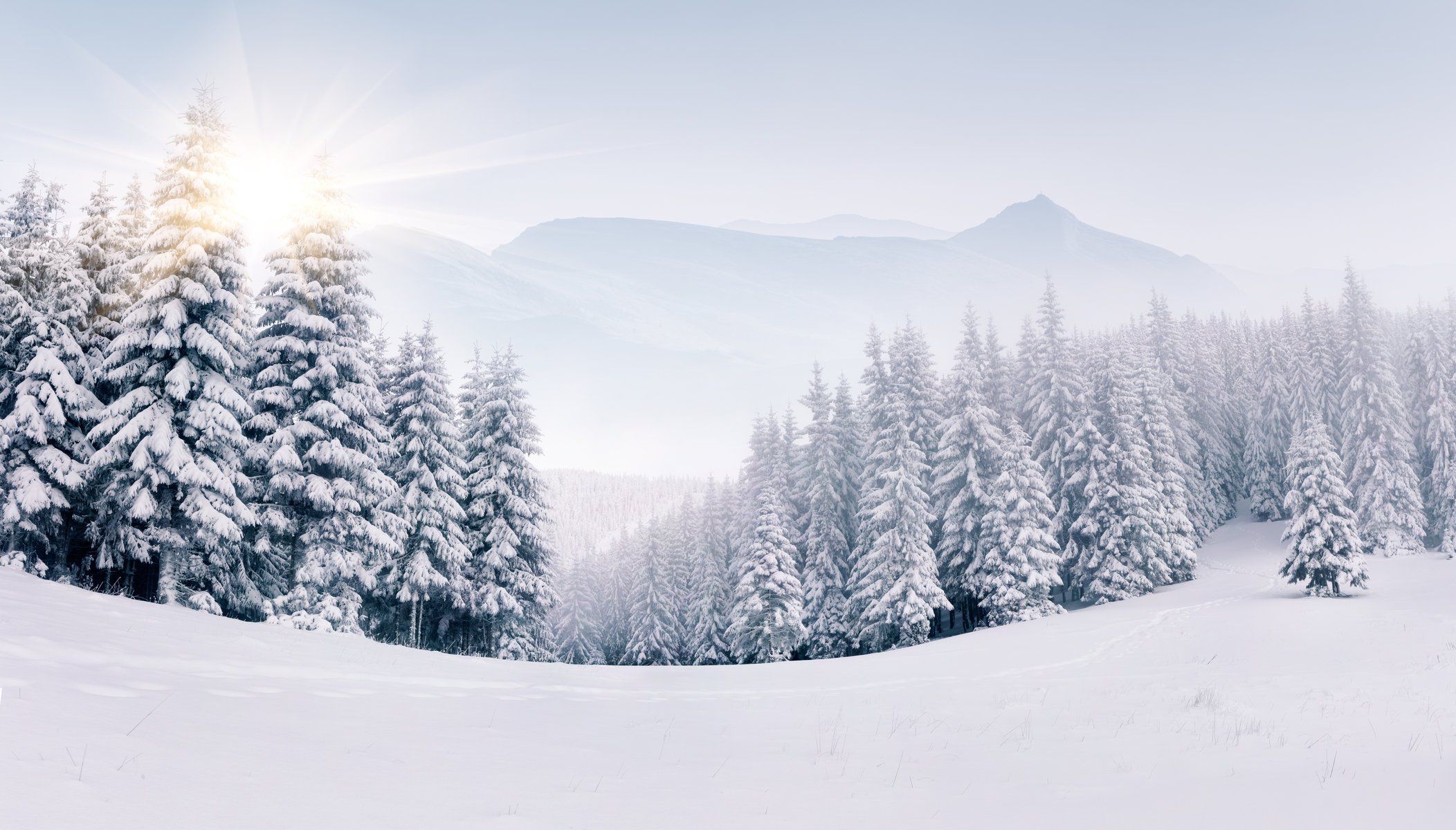 inverno paesaggio neve inverno albero di natale