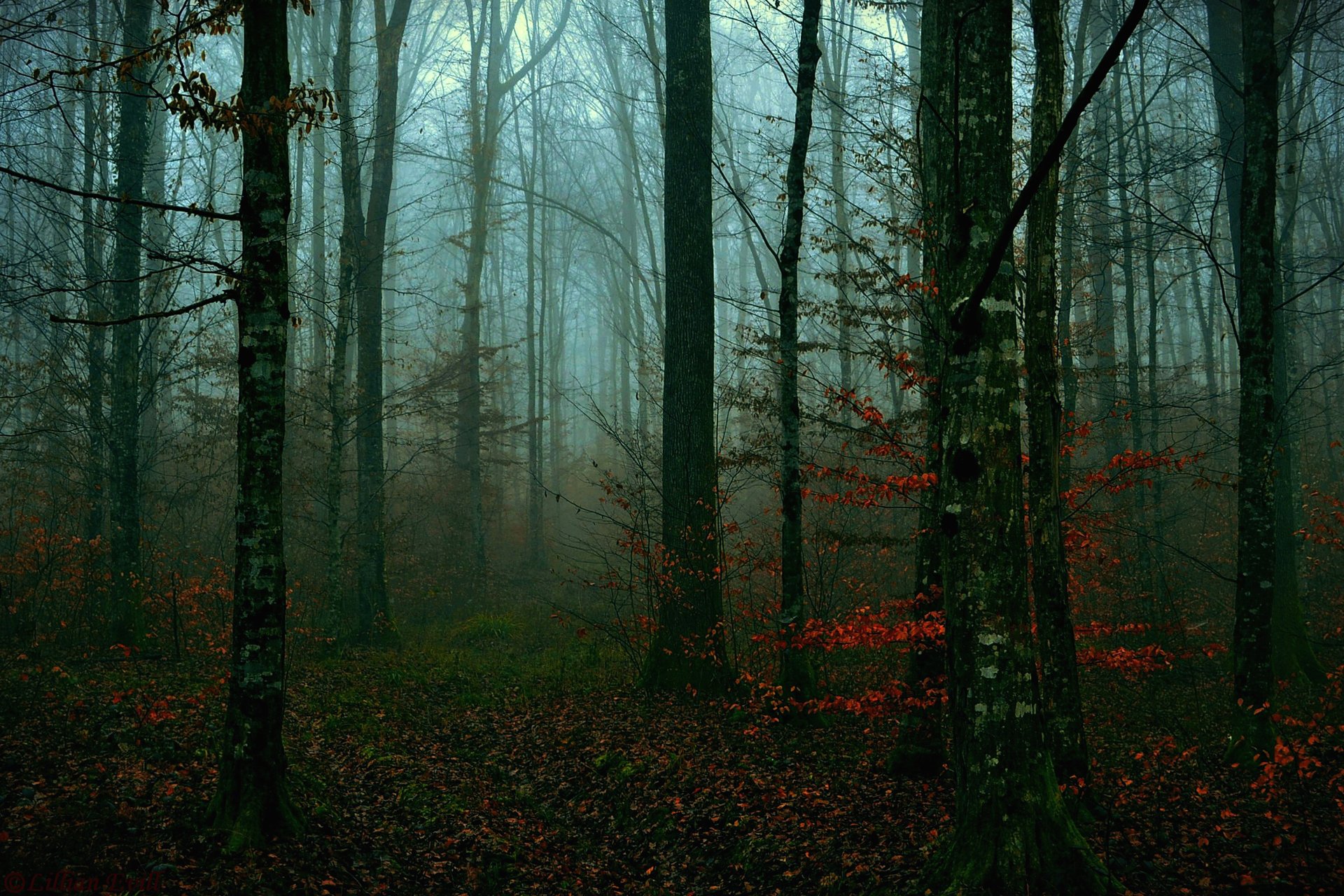 bosque árboles otoño tarde hojas