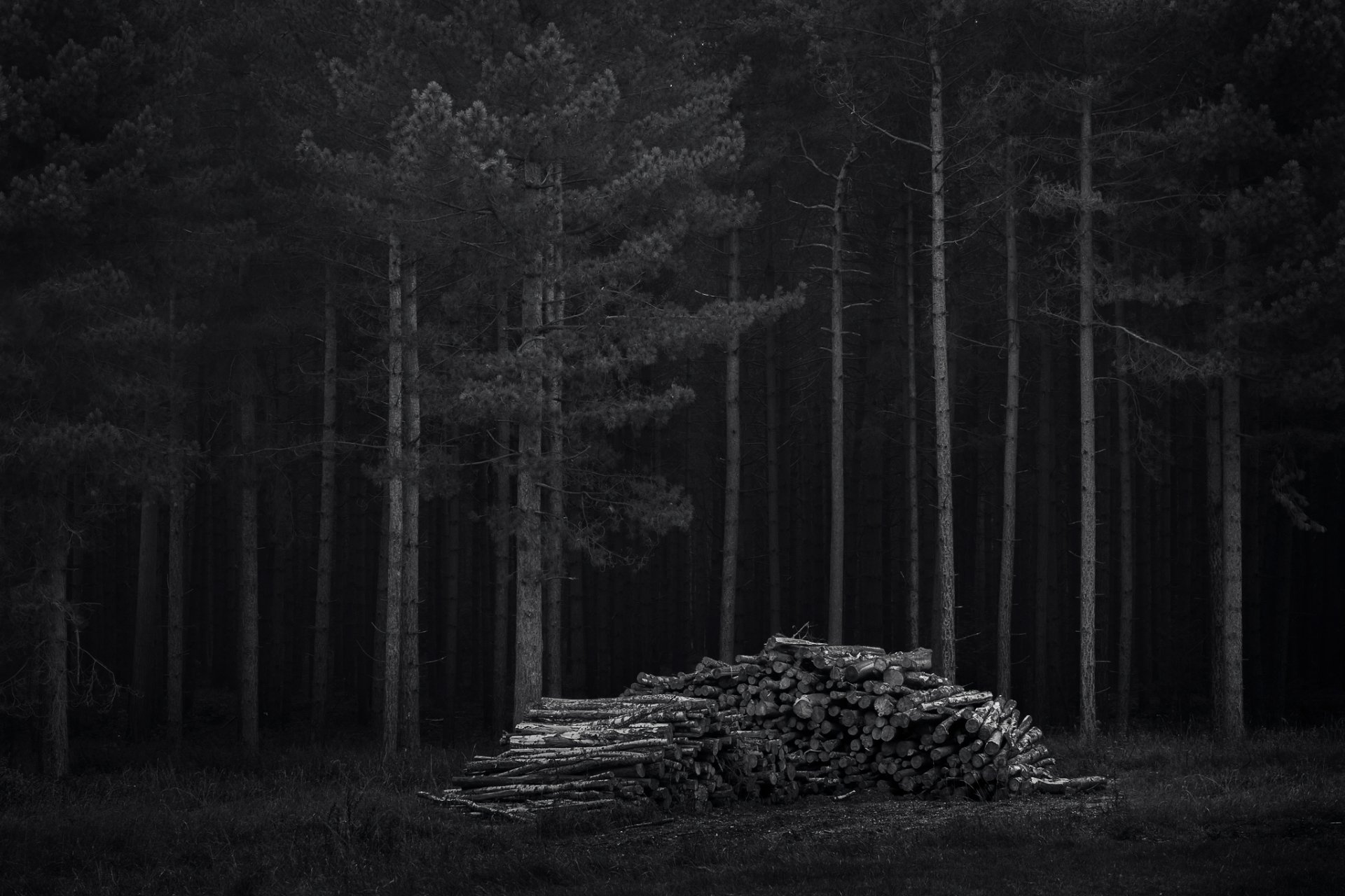 forêt arbres bois de chauffage nuit sombre