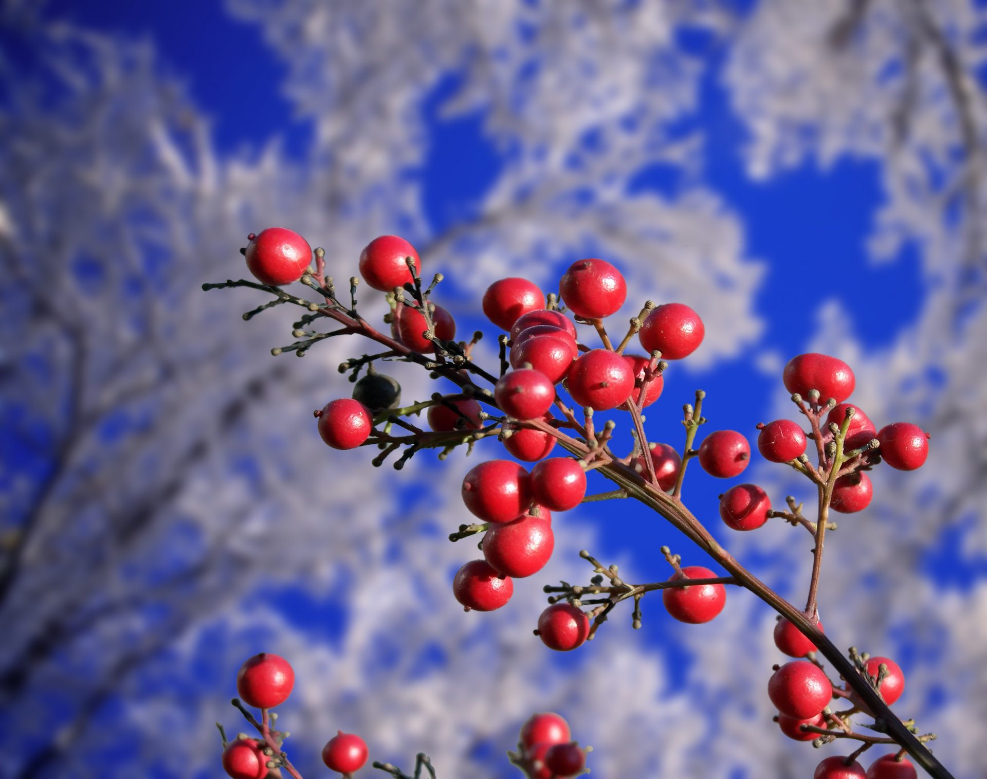 branche baies rouges givre hiver automne arbres