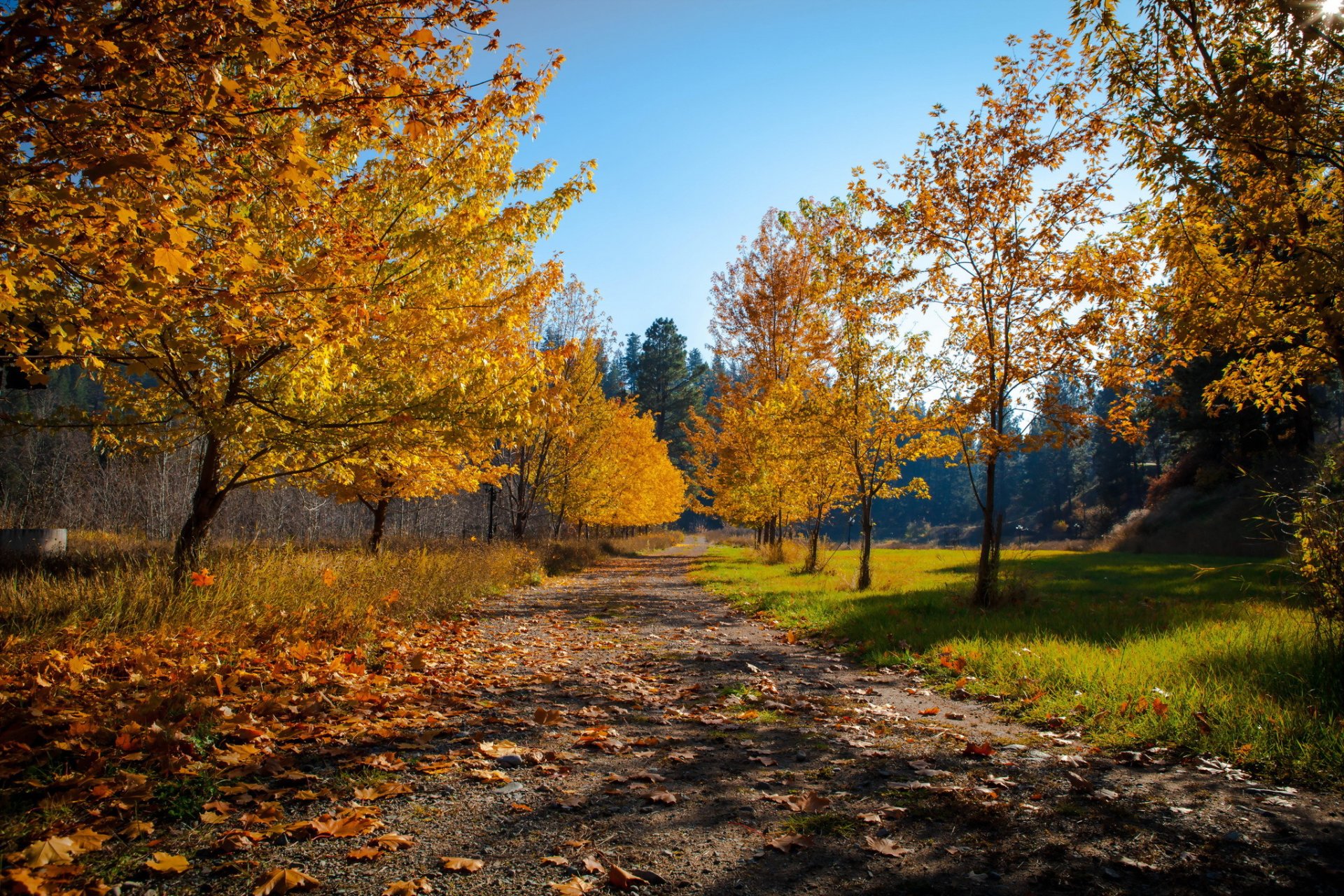 strada alberi natura autunno