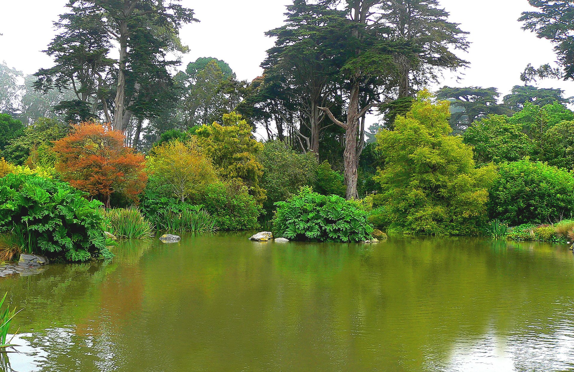 san francisco jardin botanique golden gate park parc arbres étang