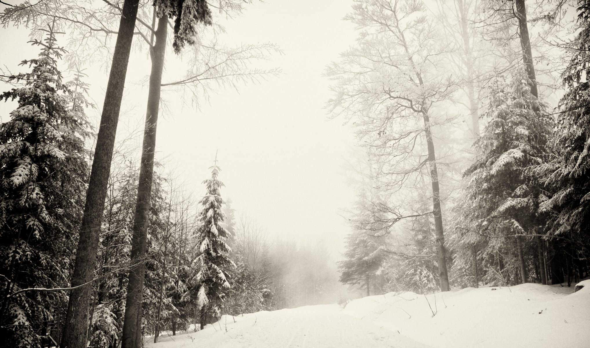 zima las śnieg natura zimowa szumawa narodni park šumava