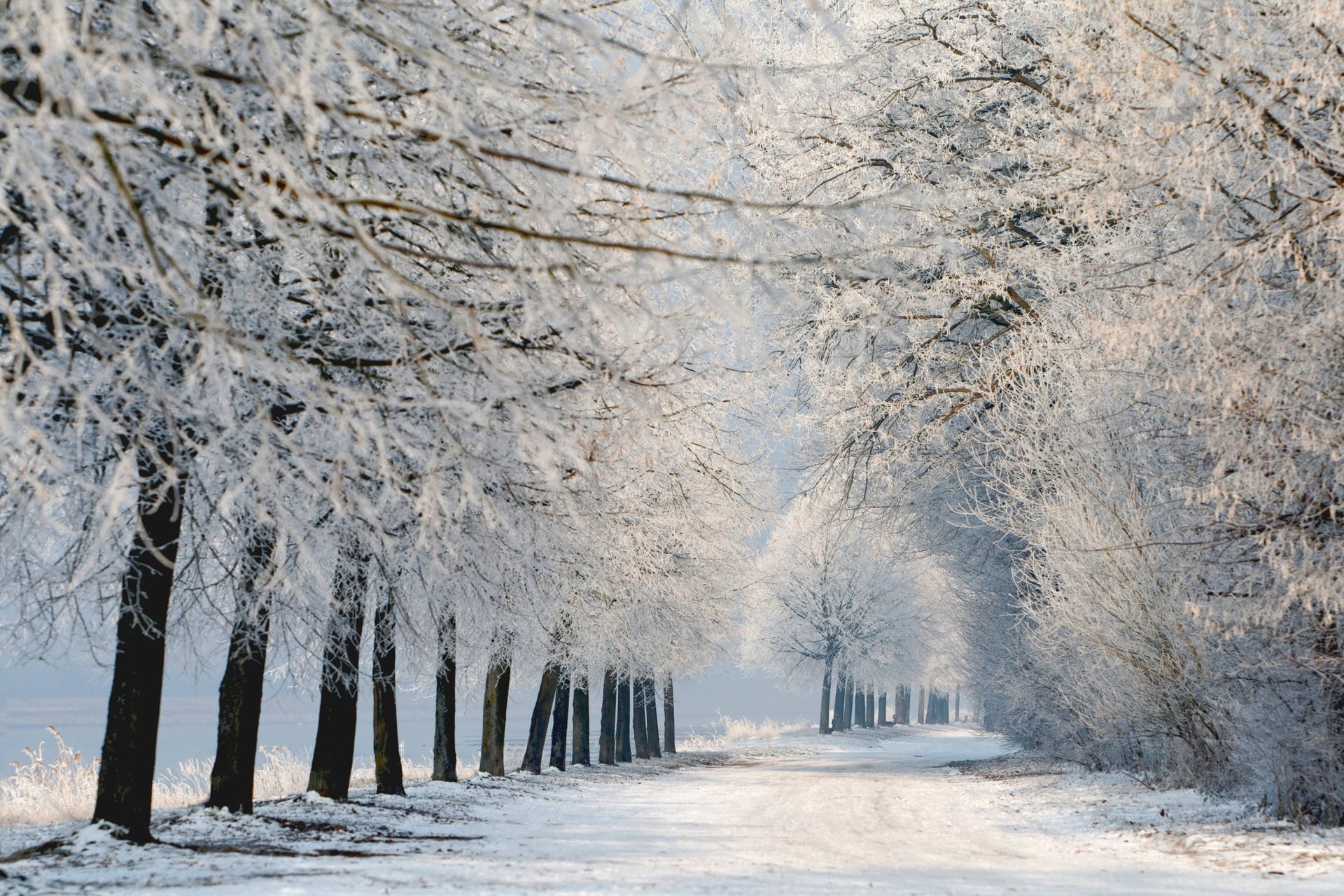 natura zima krajobraz drzewa śnieg